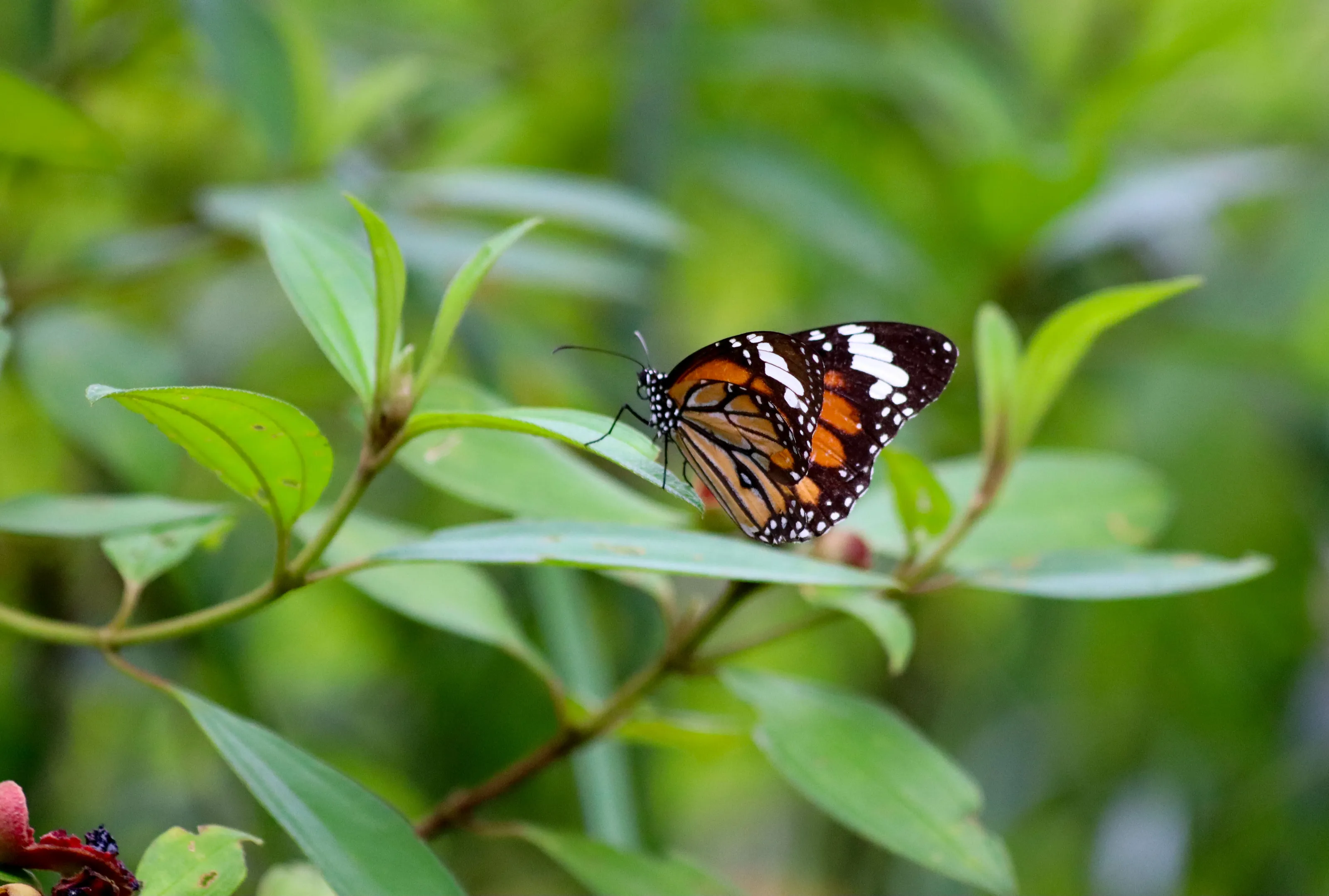 Beaty of a butterfly
