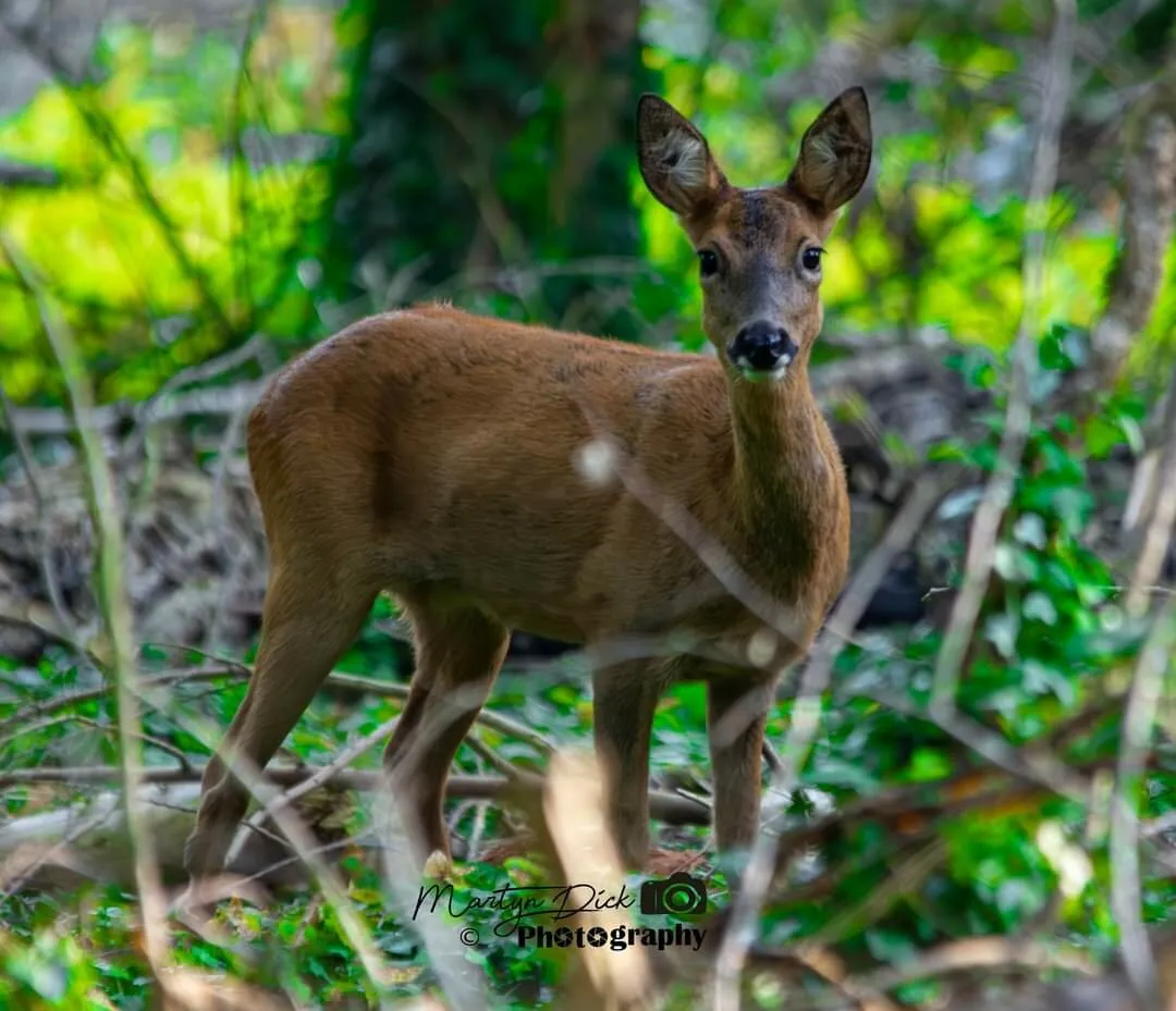 Startled Deer