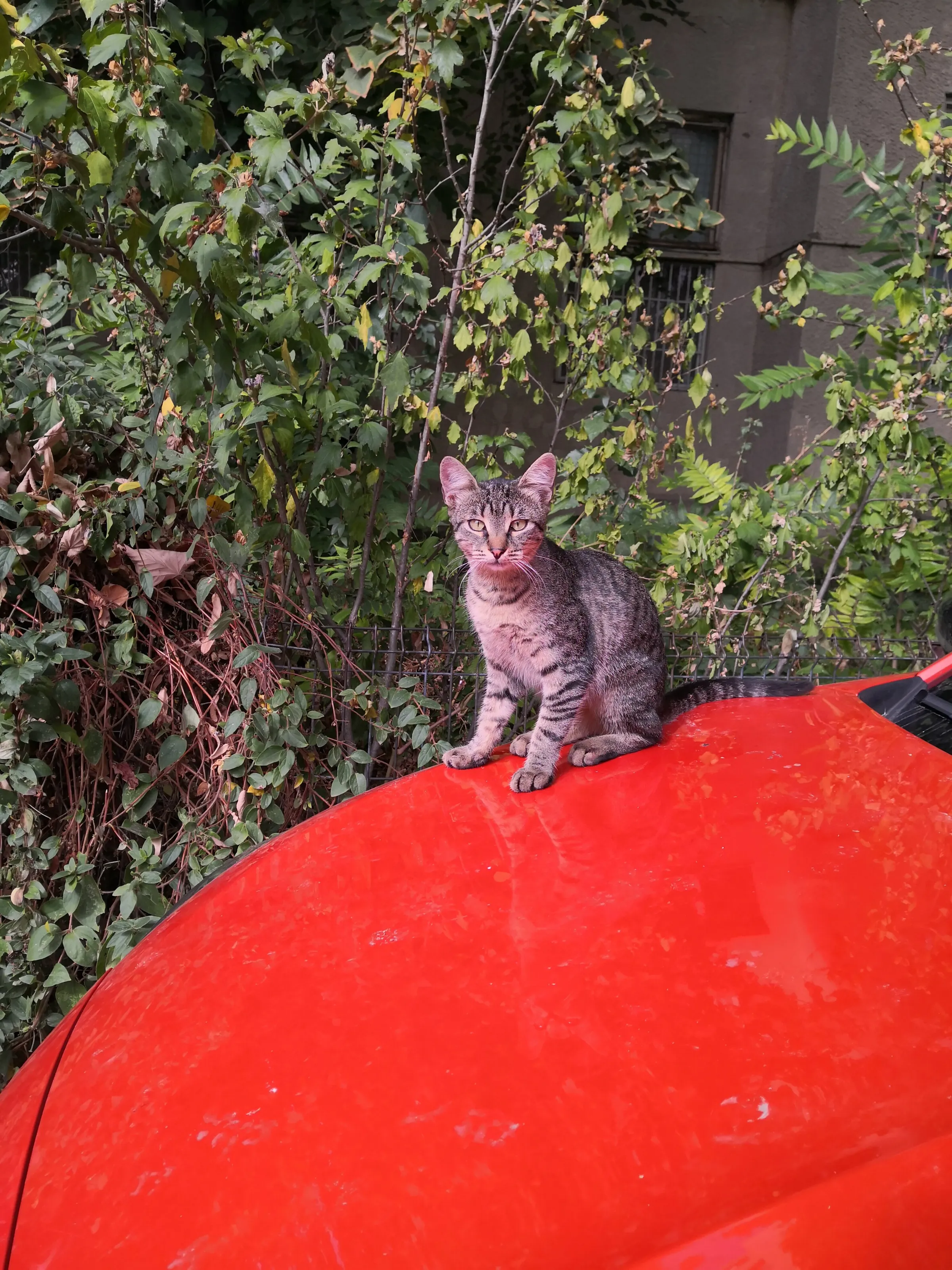 Tabby on a red car