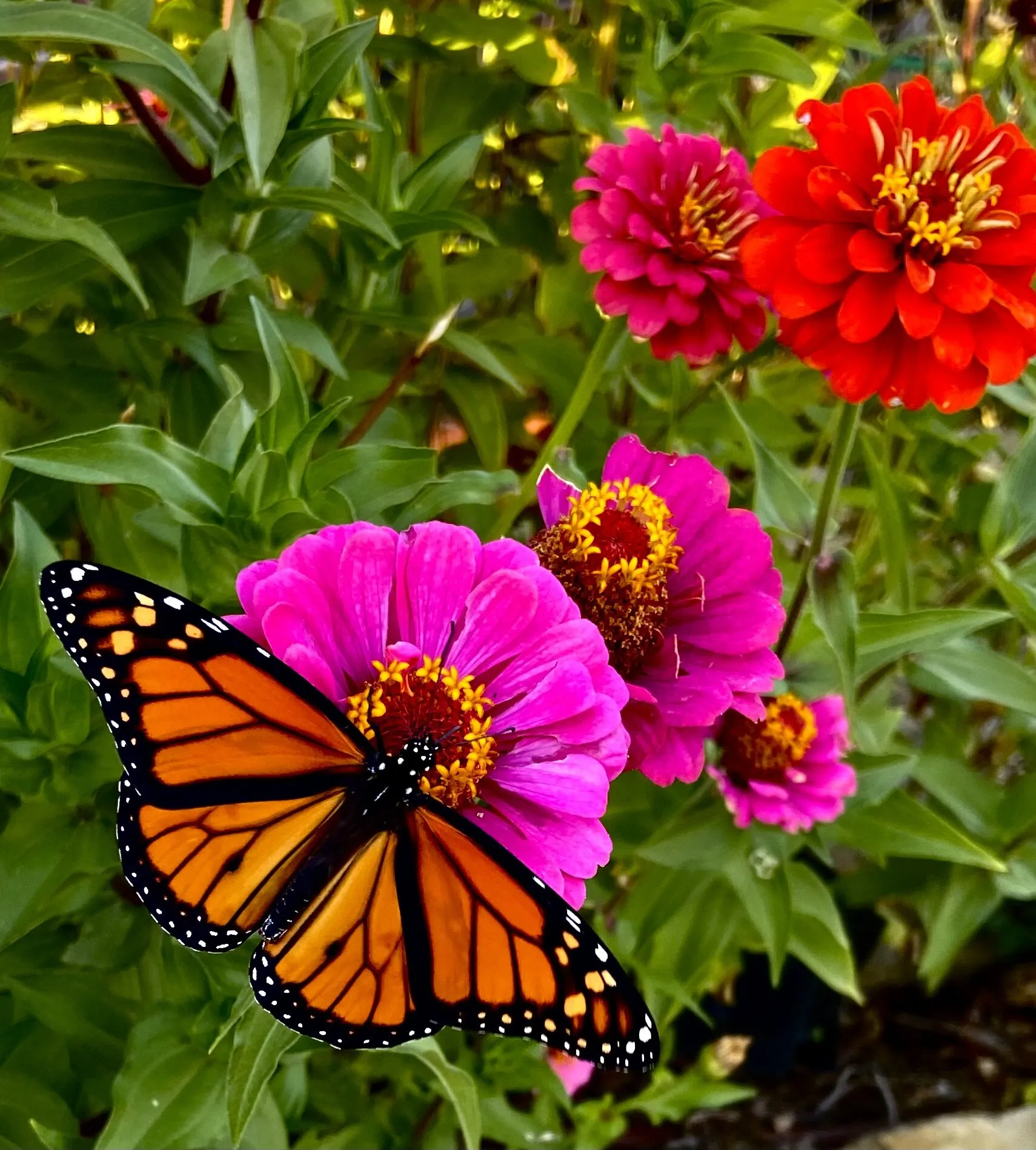 For the beauty of the earth