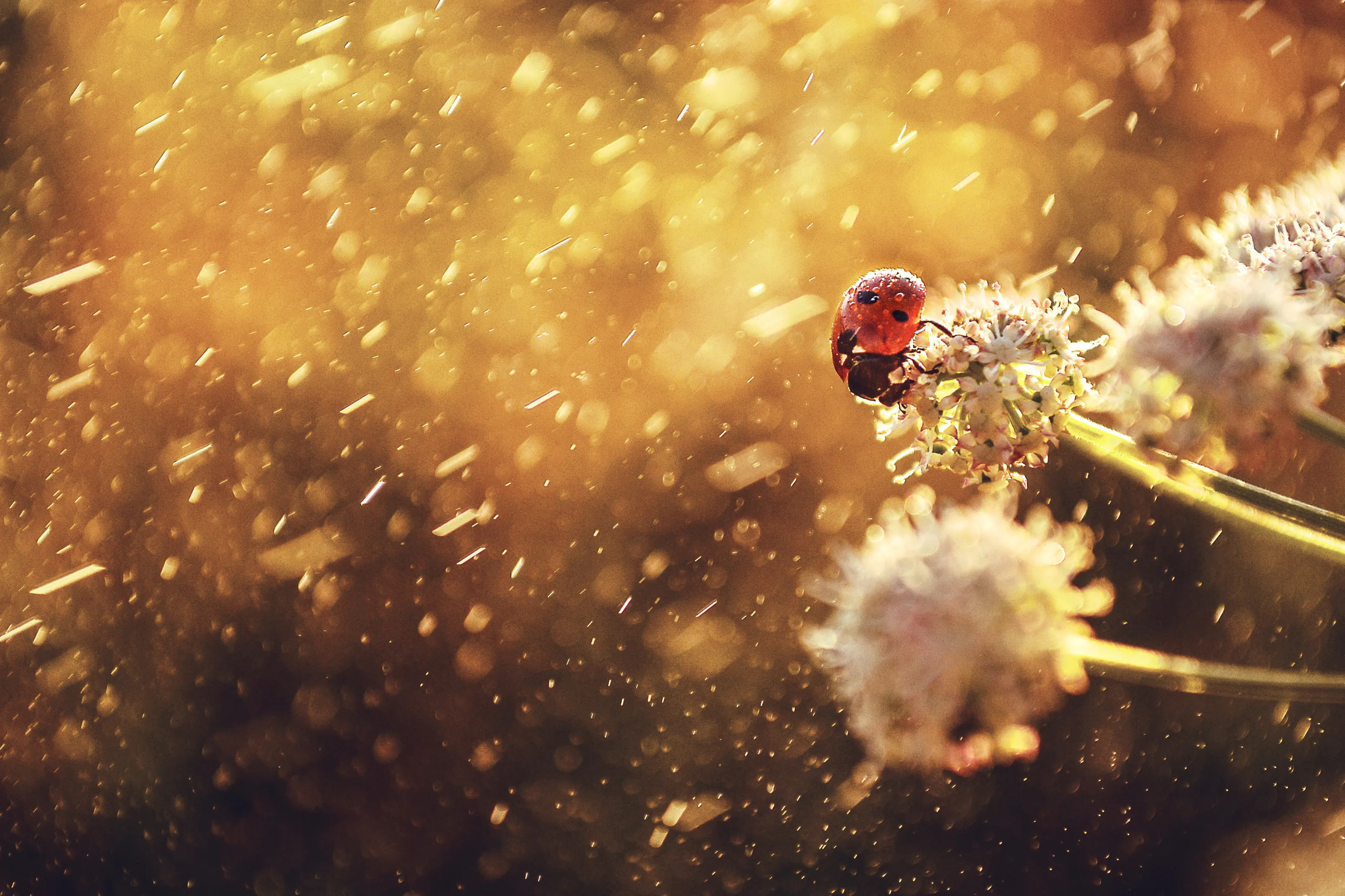 Magic rain