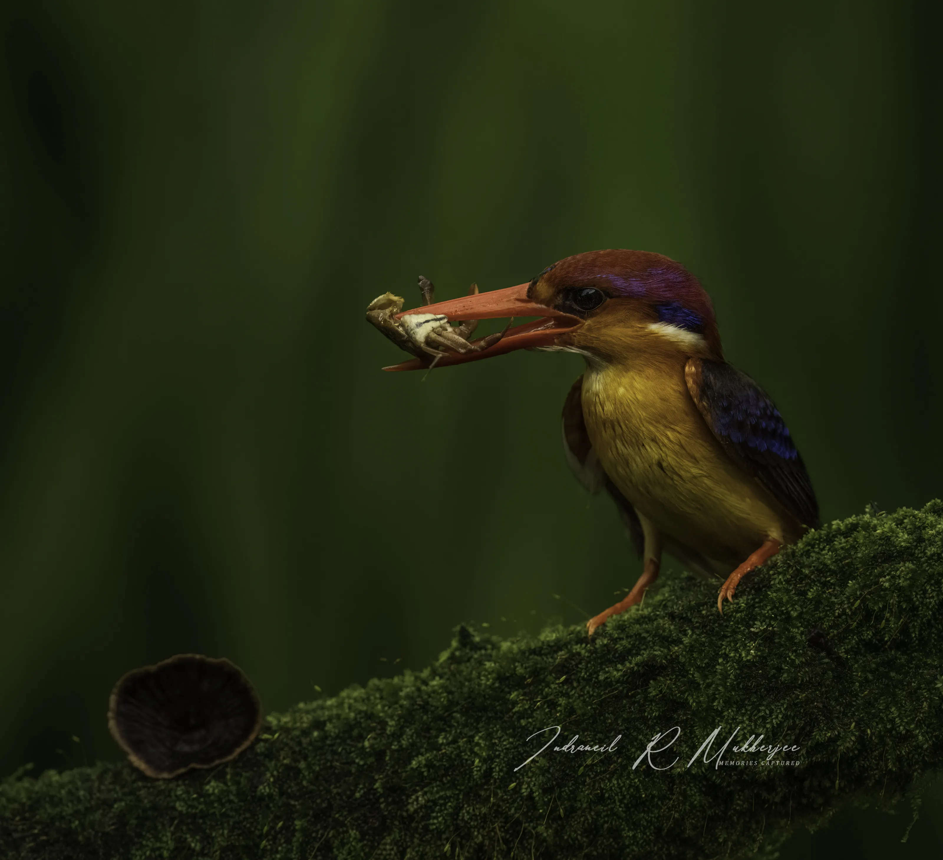 The colour bomb - oriental dwarf kingfisher