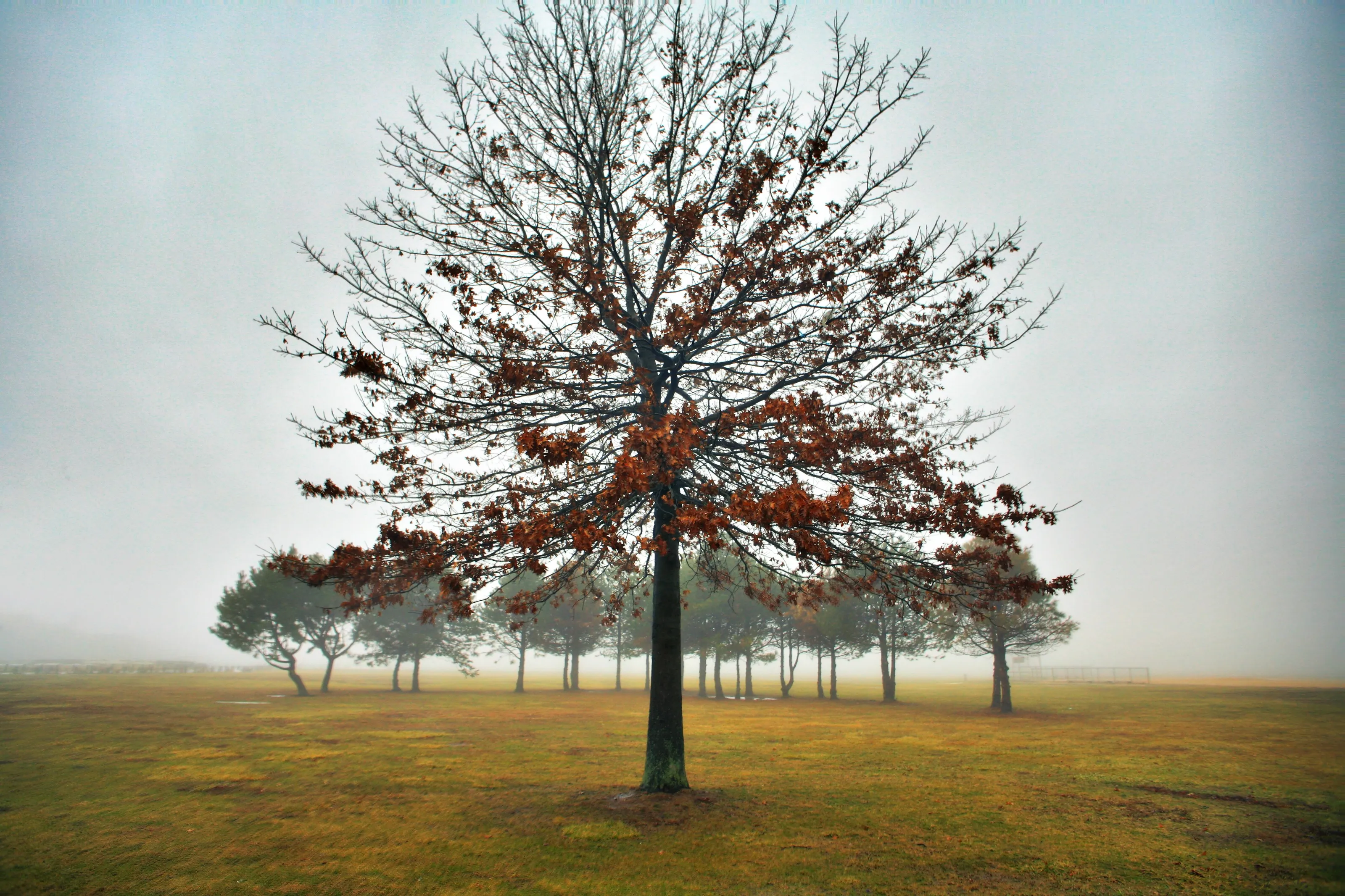 Foggy Sunday