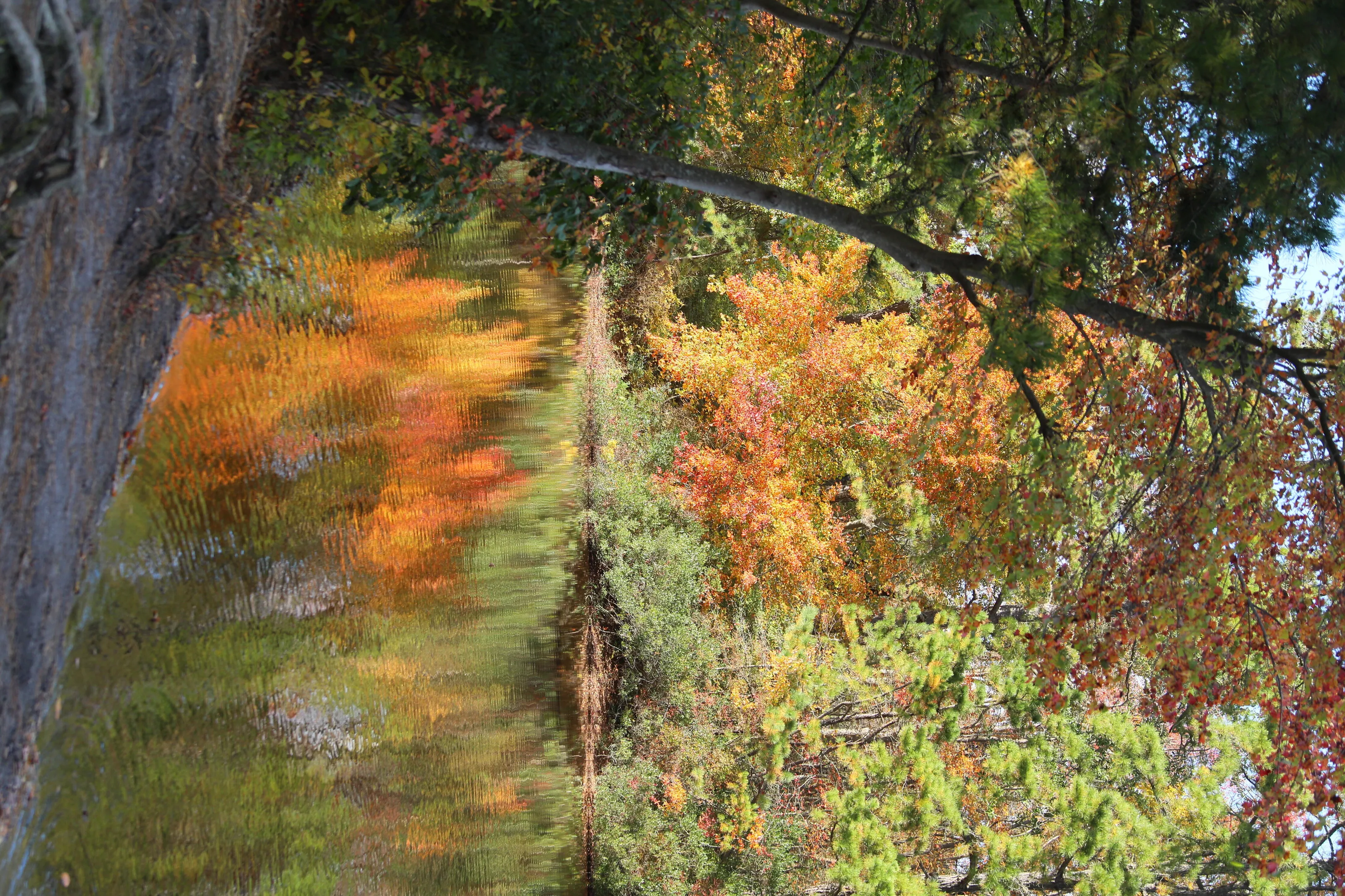 Fall Foliage