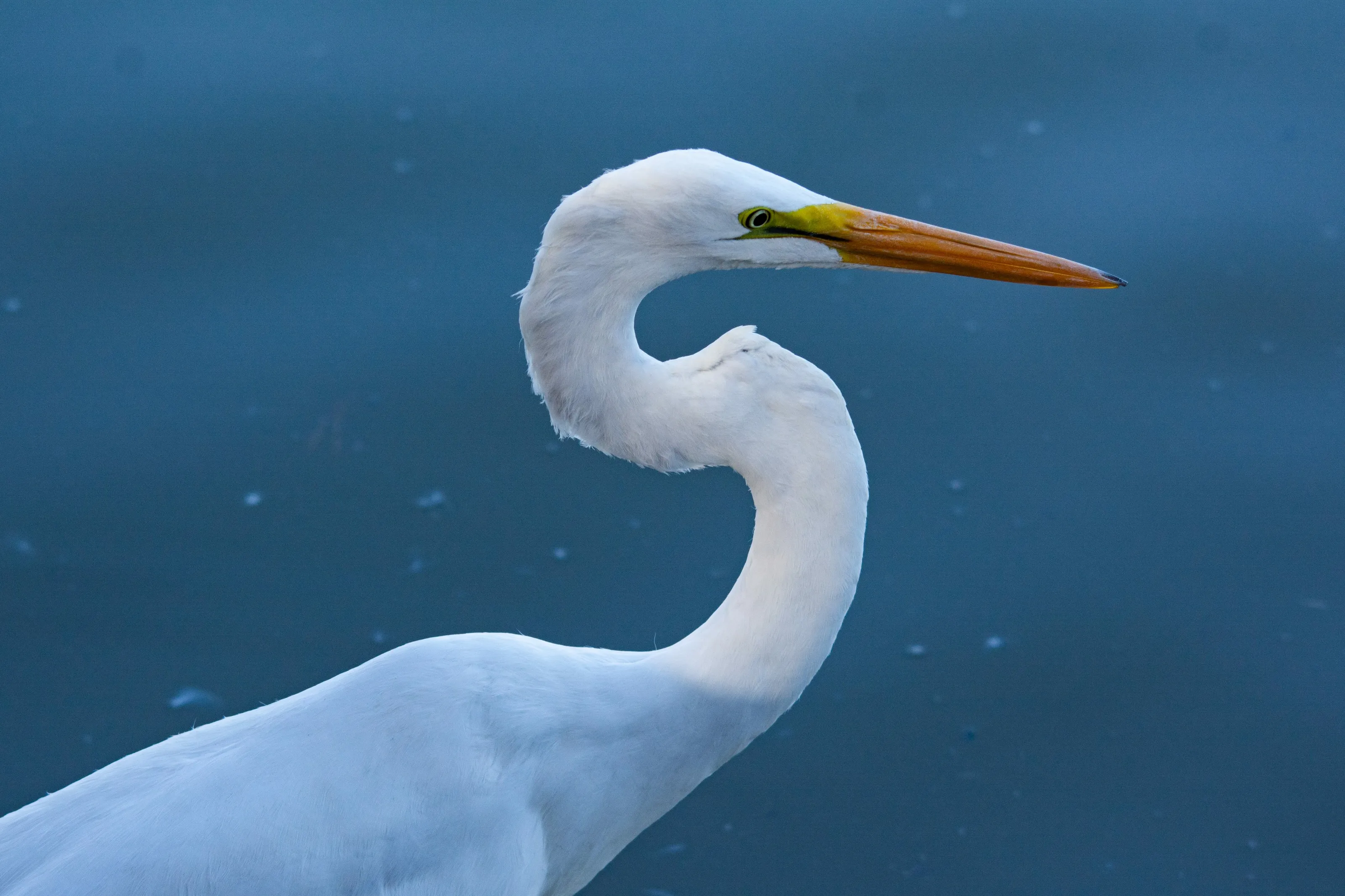 Great Egret