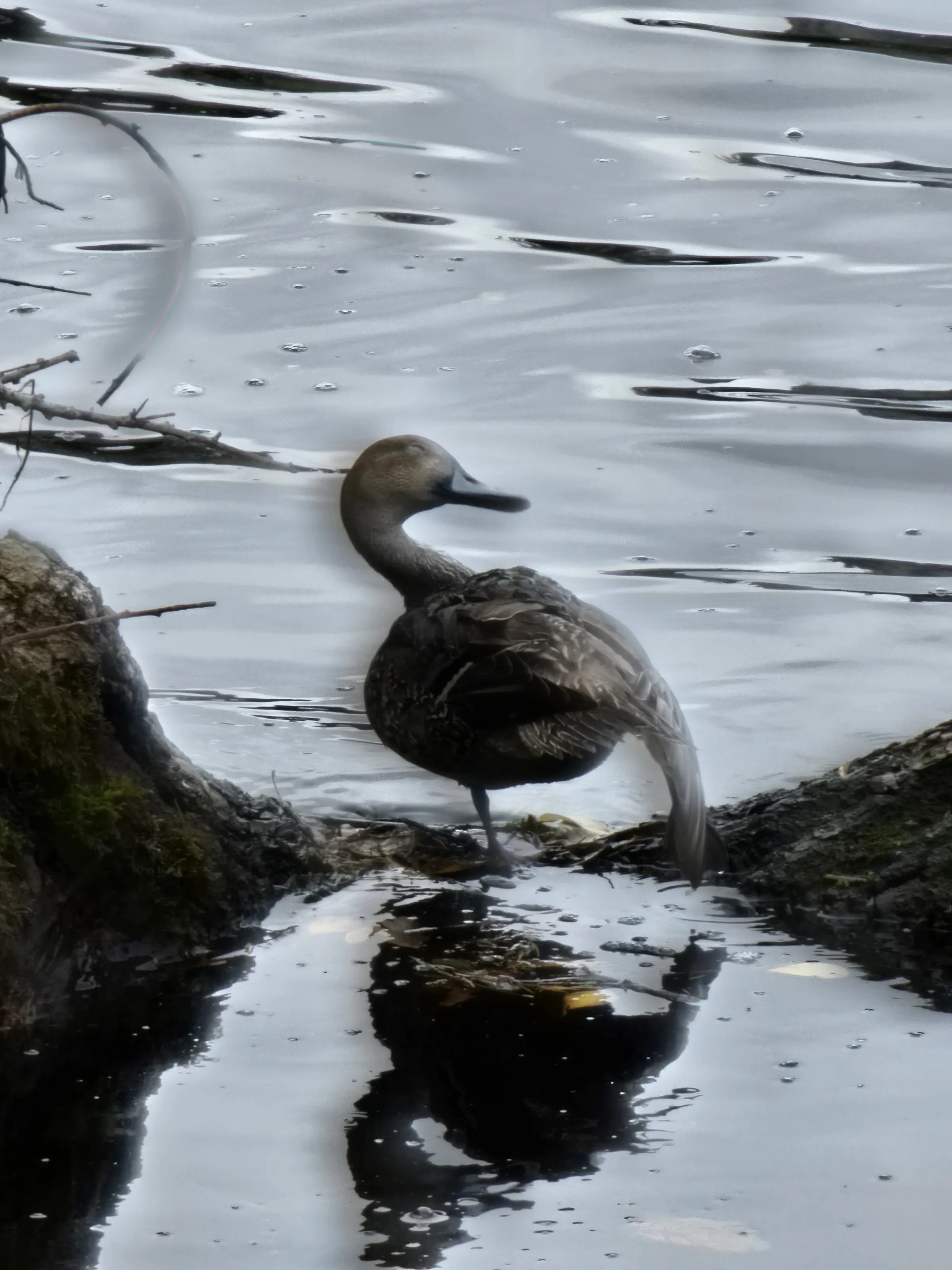 Real Duck