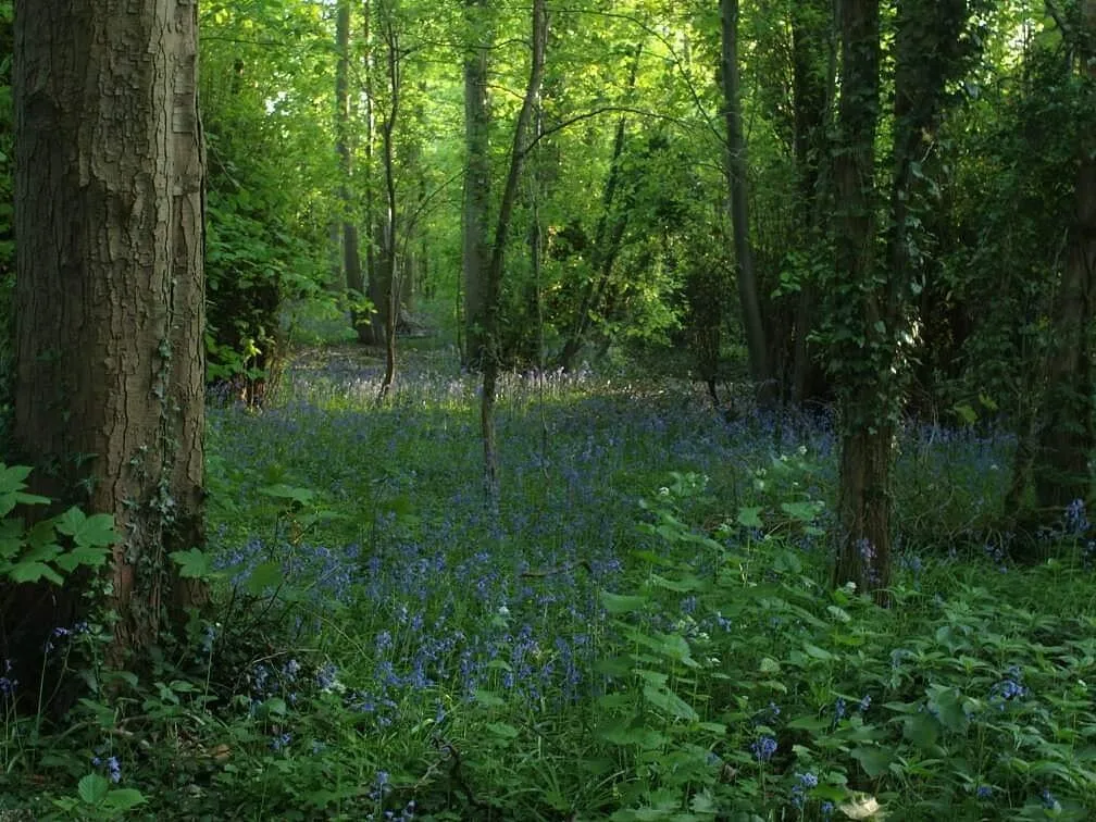 Sunlit Woods