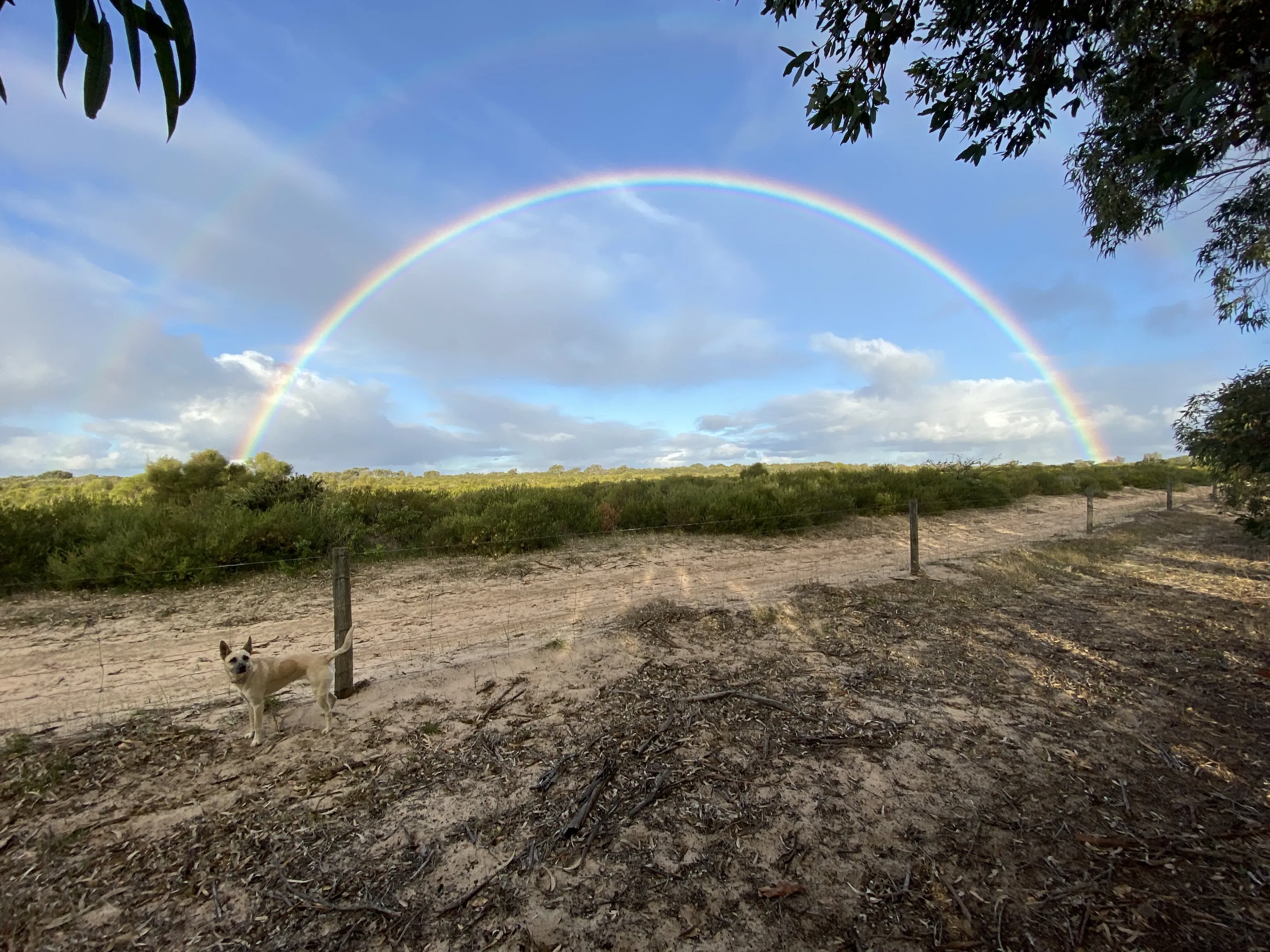 Double Rainbow Over Bushland