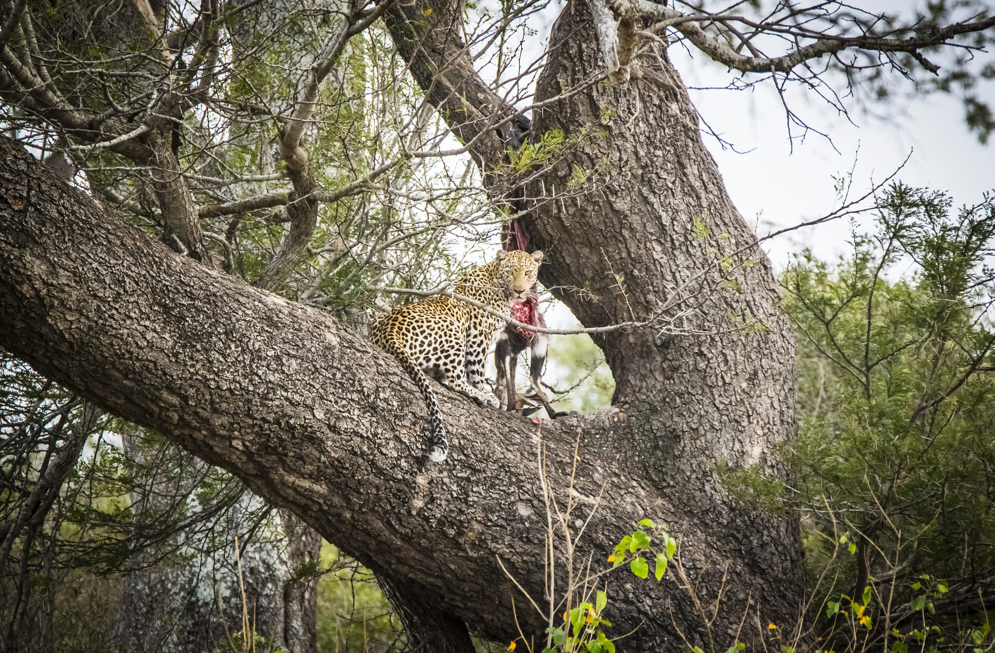 Leopard