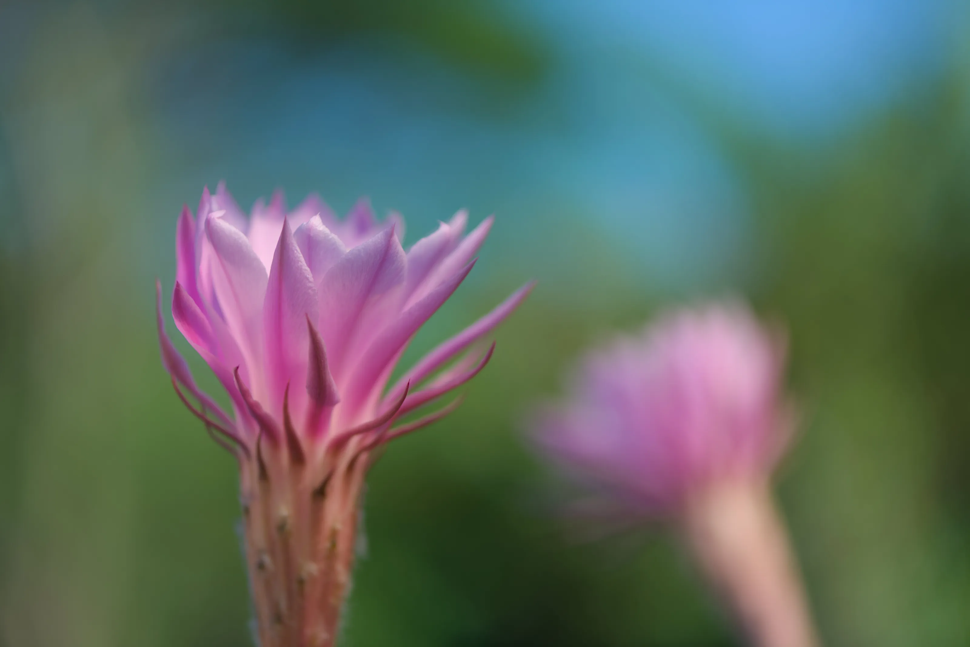 Cactus in flower