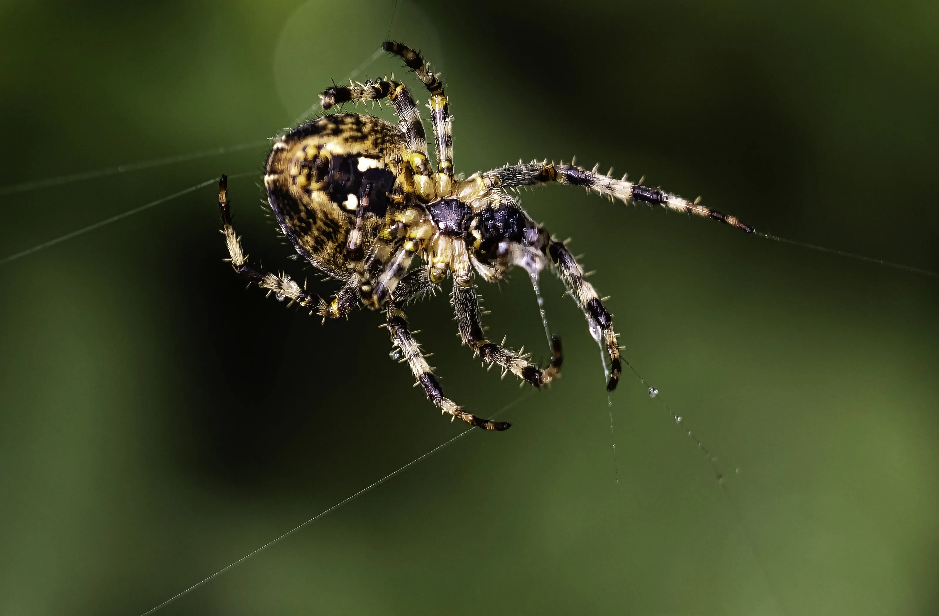 Spider