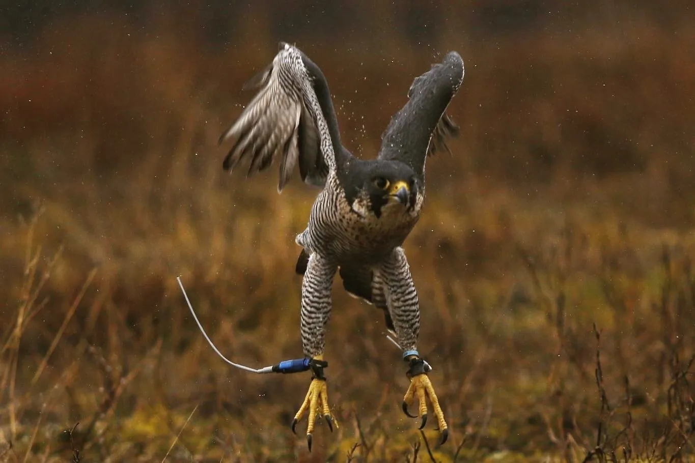 Peregrine in Flight