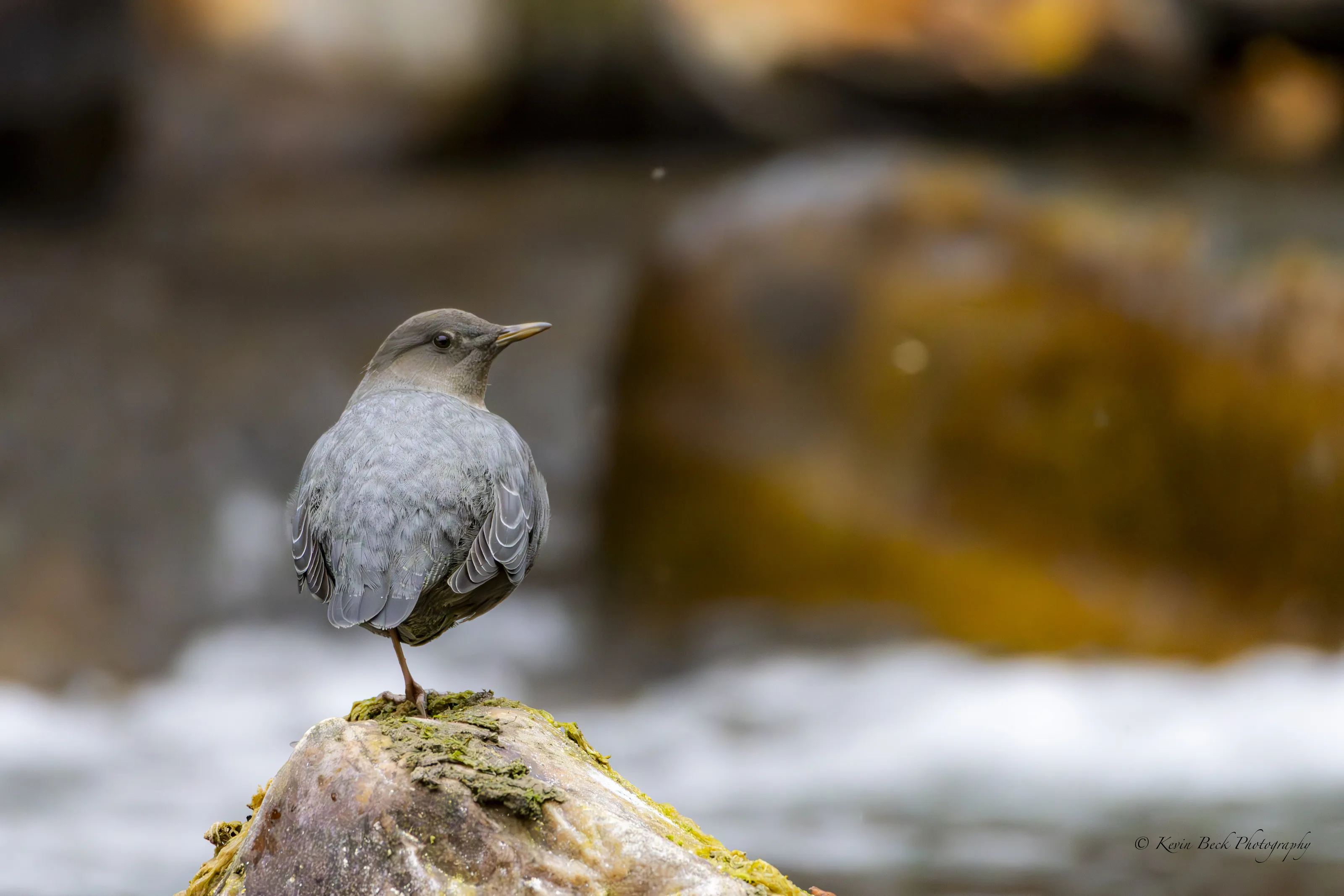 Curiosity