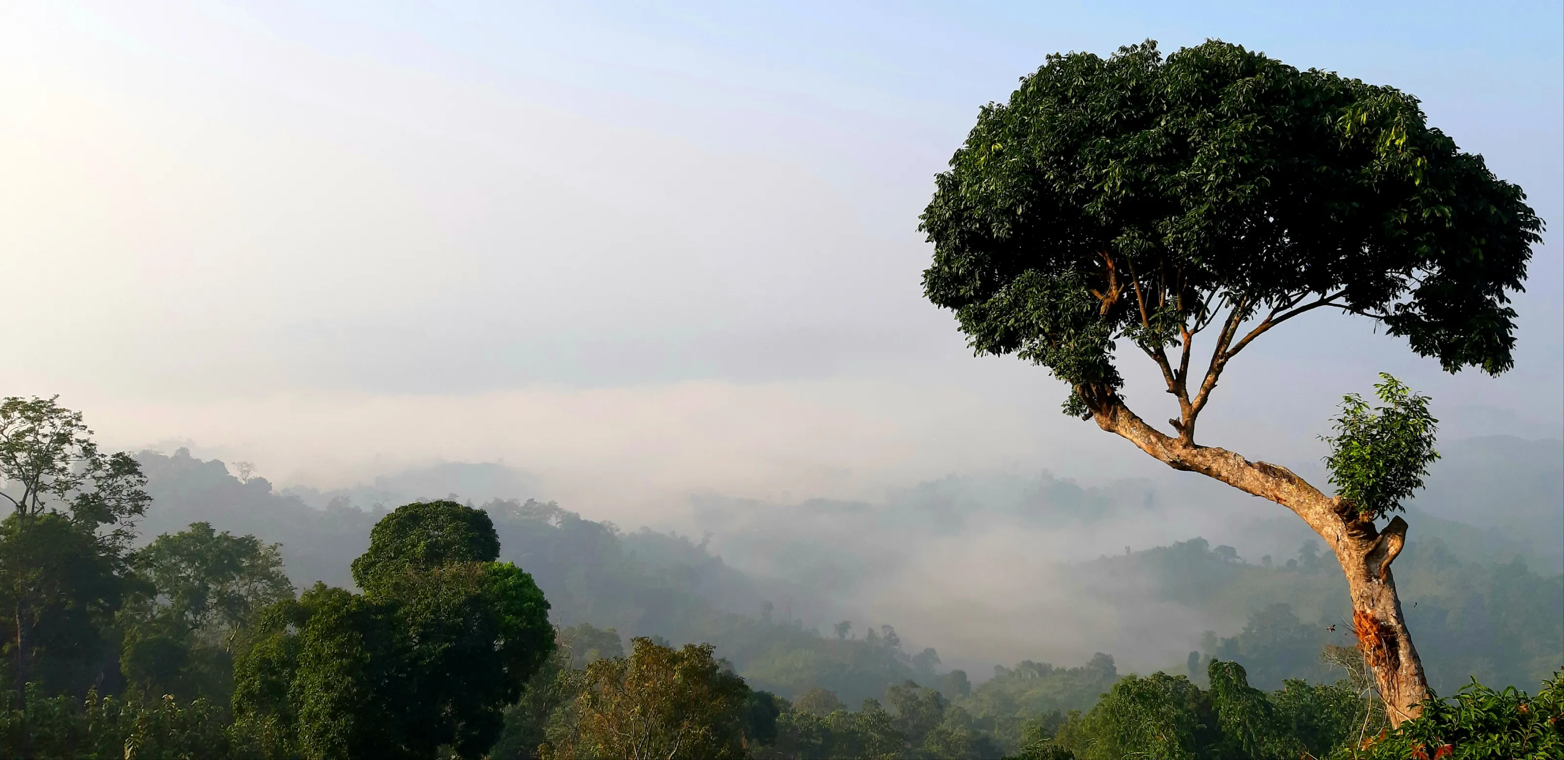 The Solitary Tree