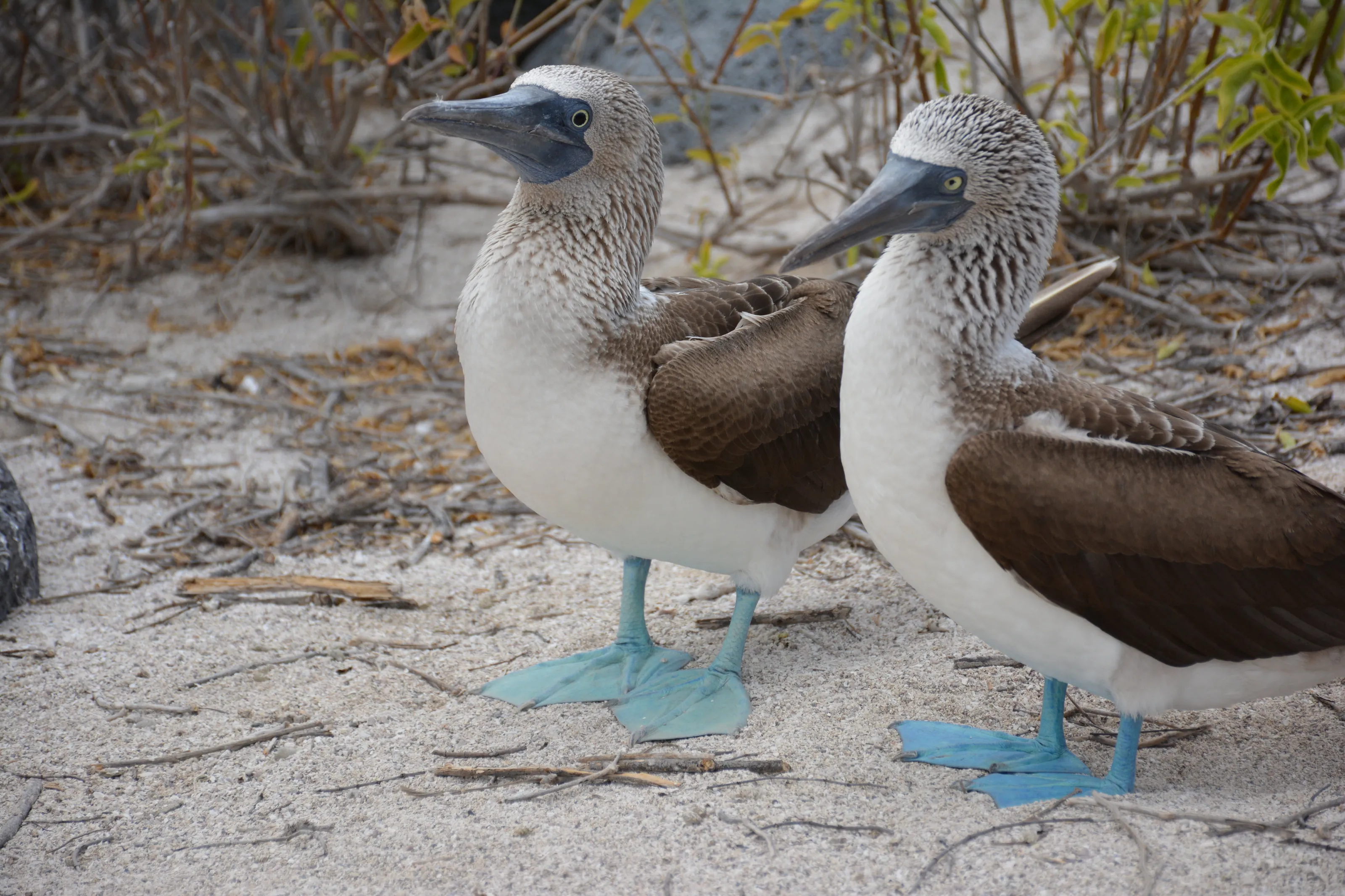 Galapagos blue-footed boobies