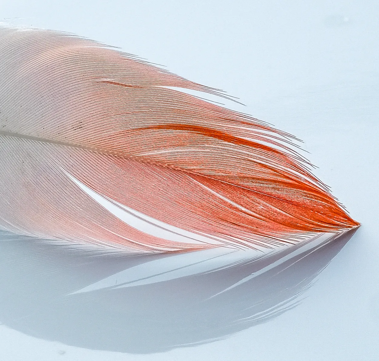 Pink Feather