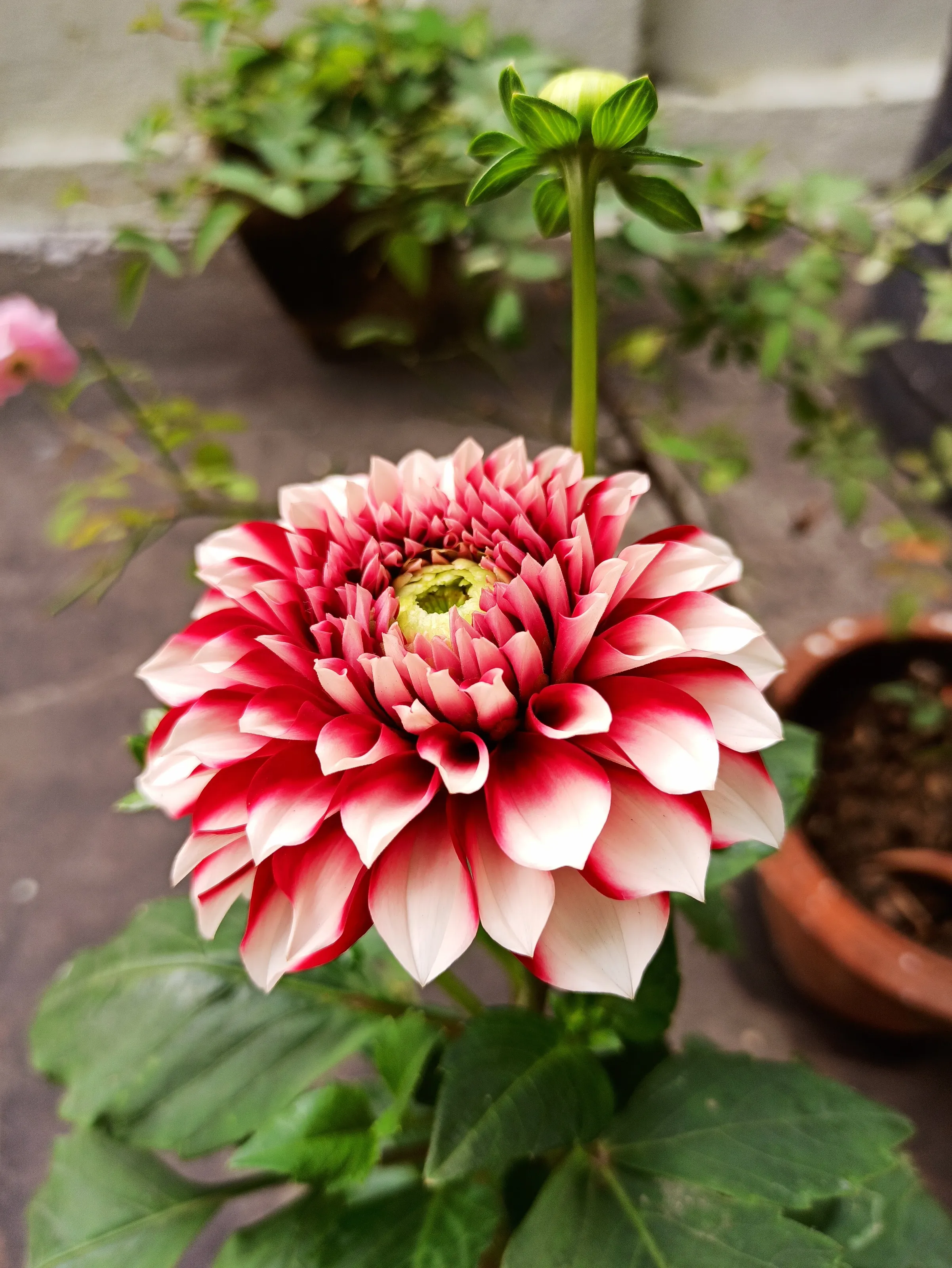 🌺