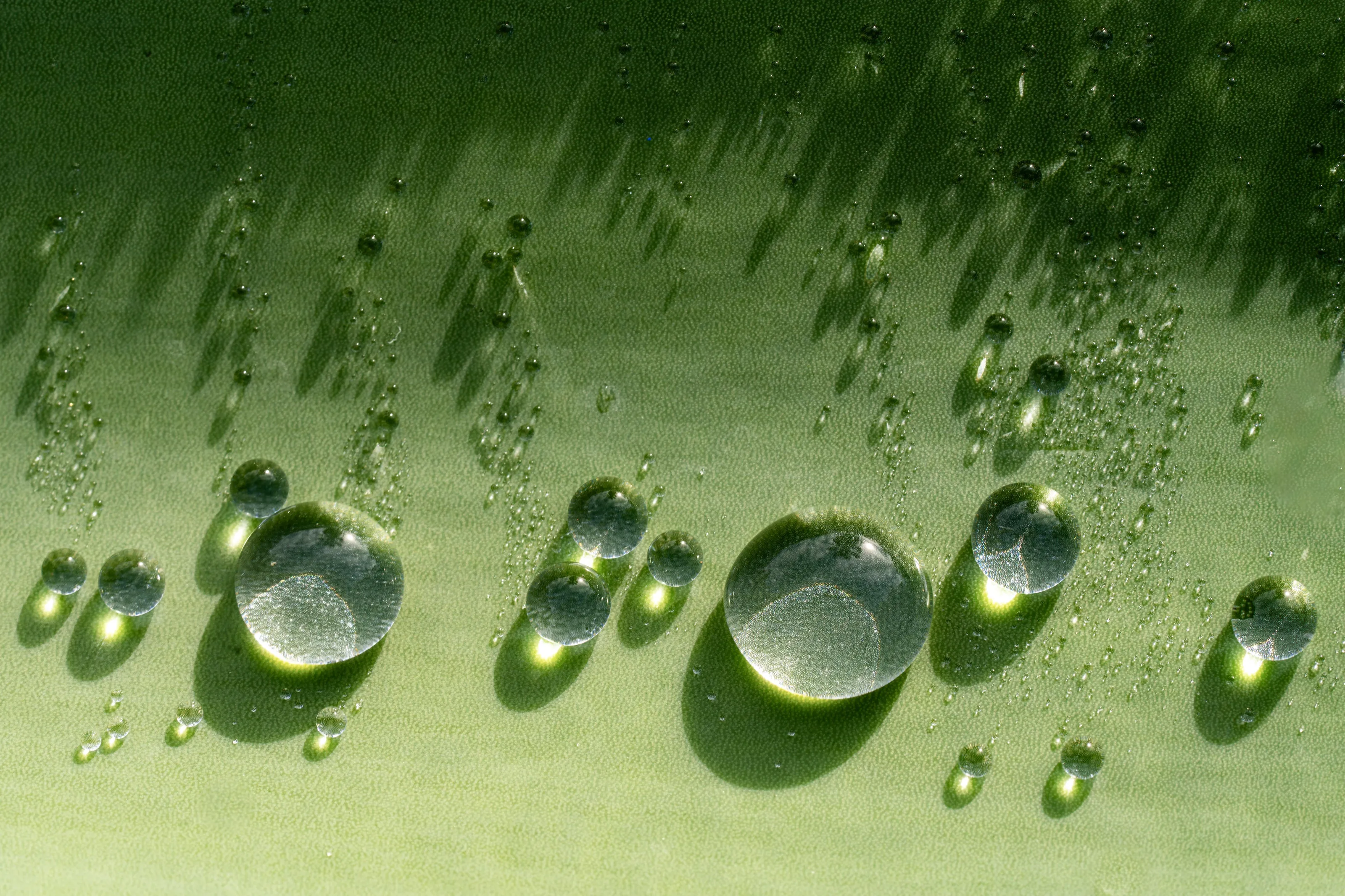 Water drops