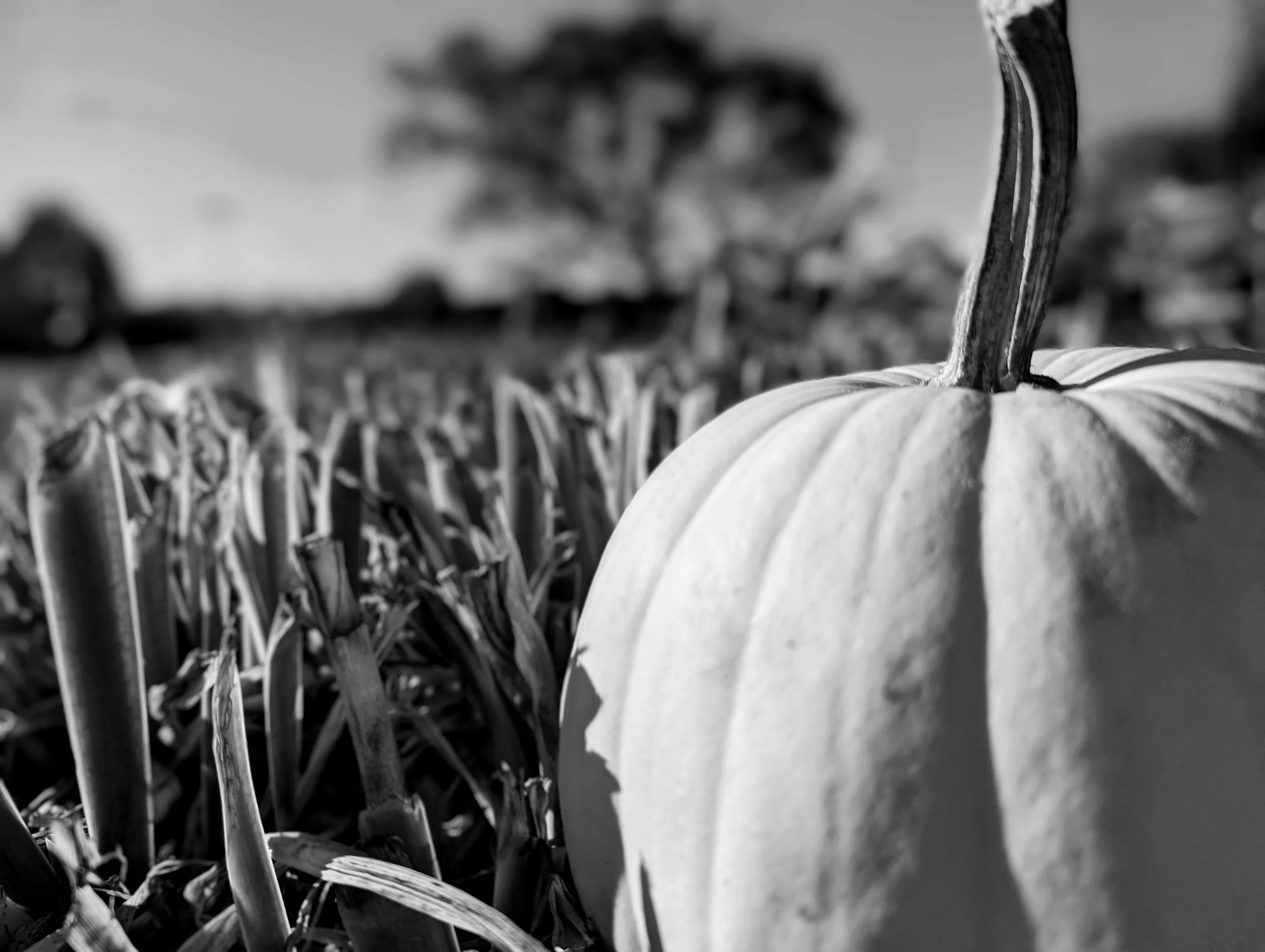 White pumpkin