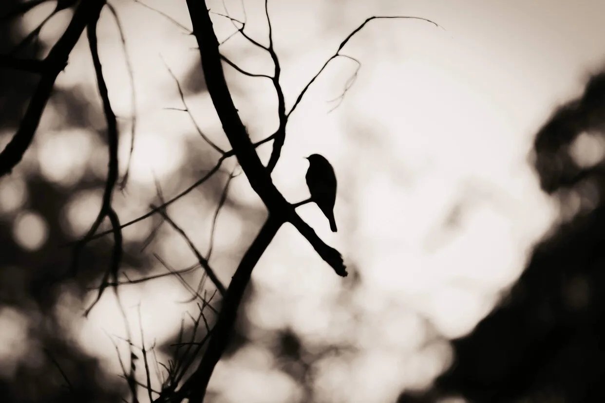 The Black Bird