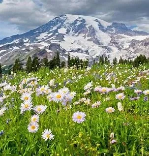 hiking on Mount Rainier in Washington, USA