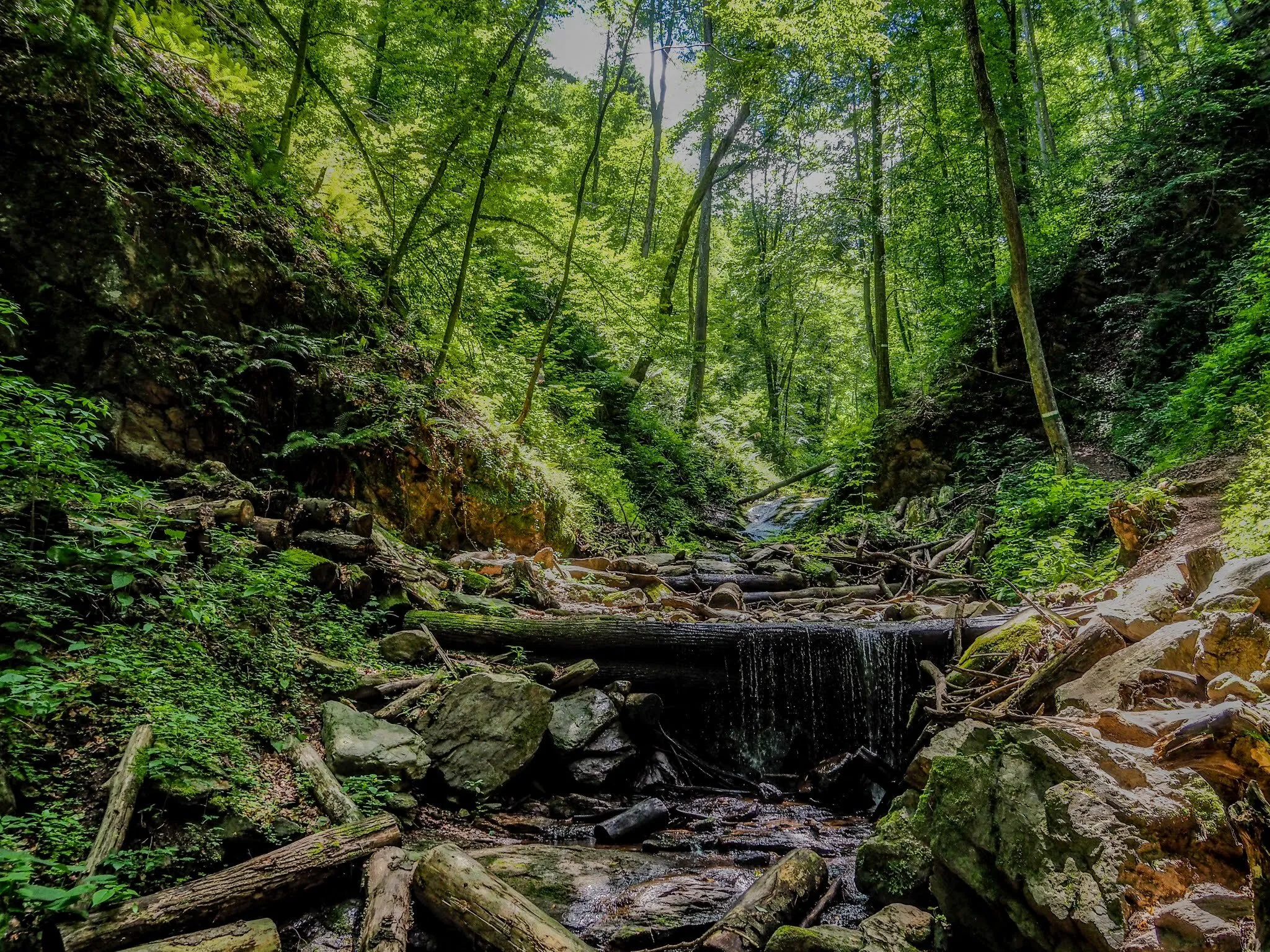 Path in the woods