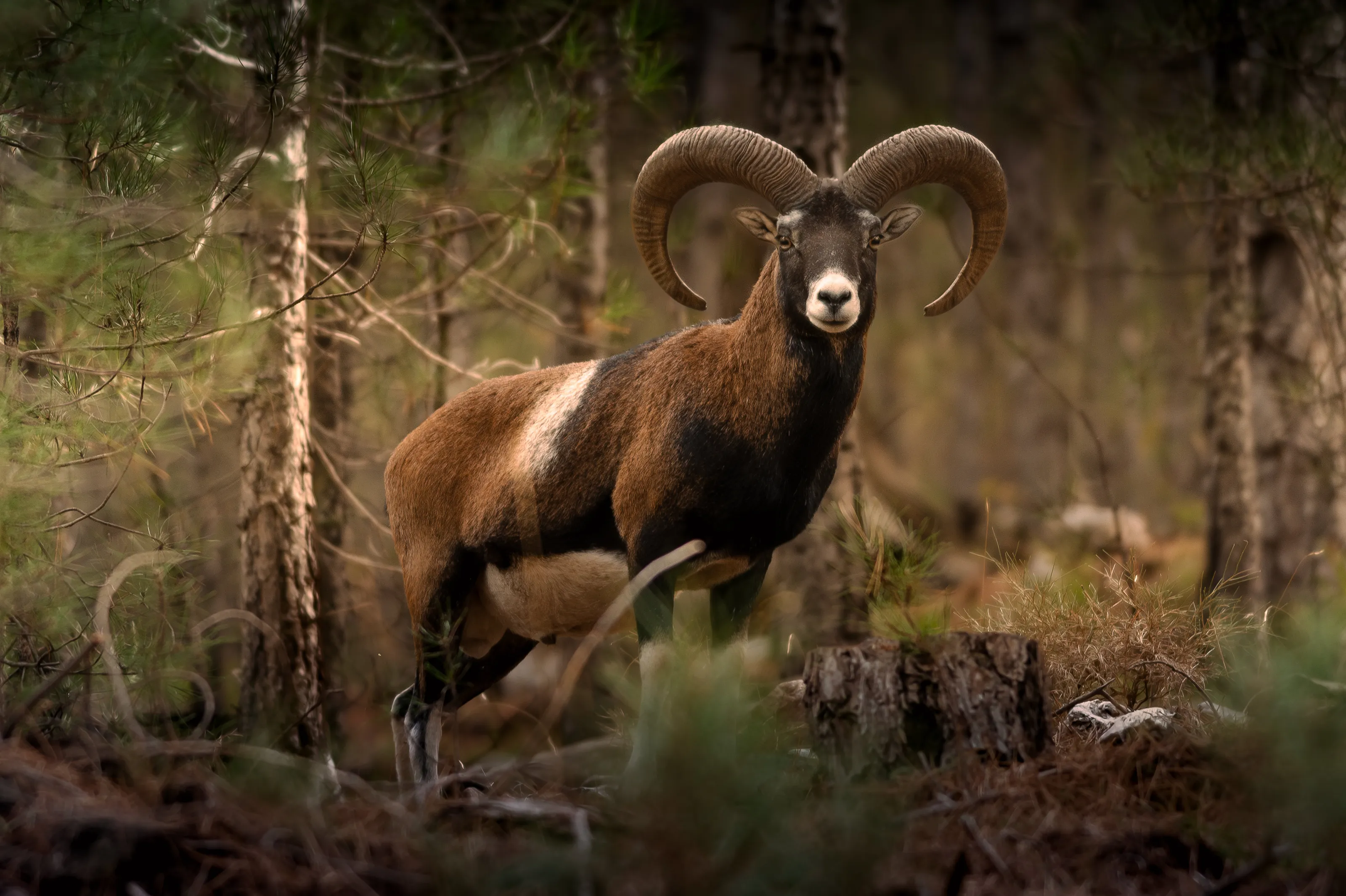 Corsican mouflon in the wild