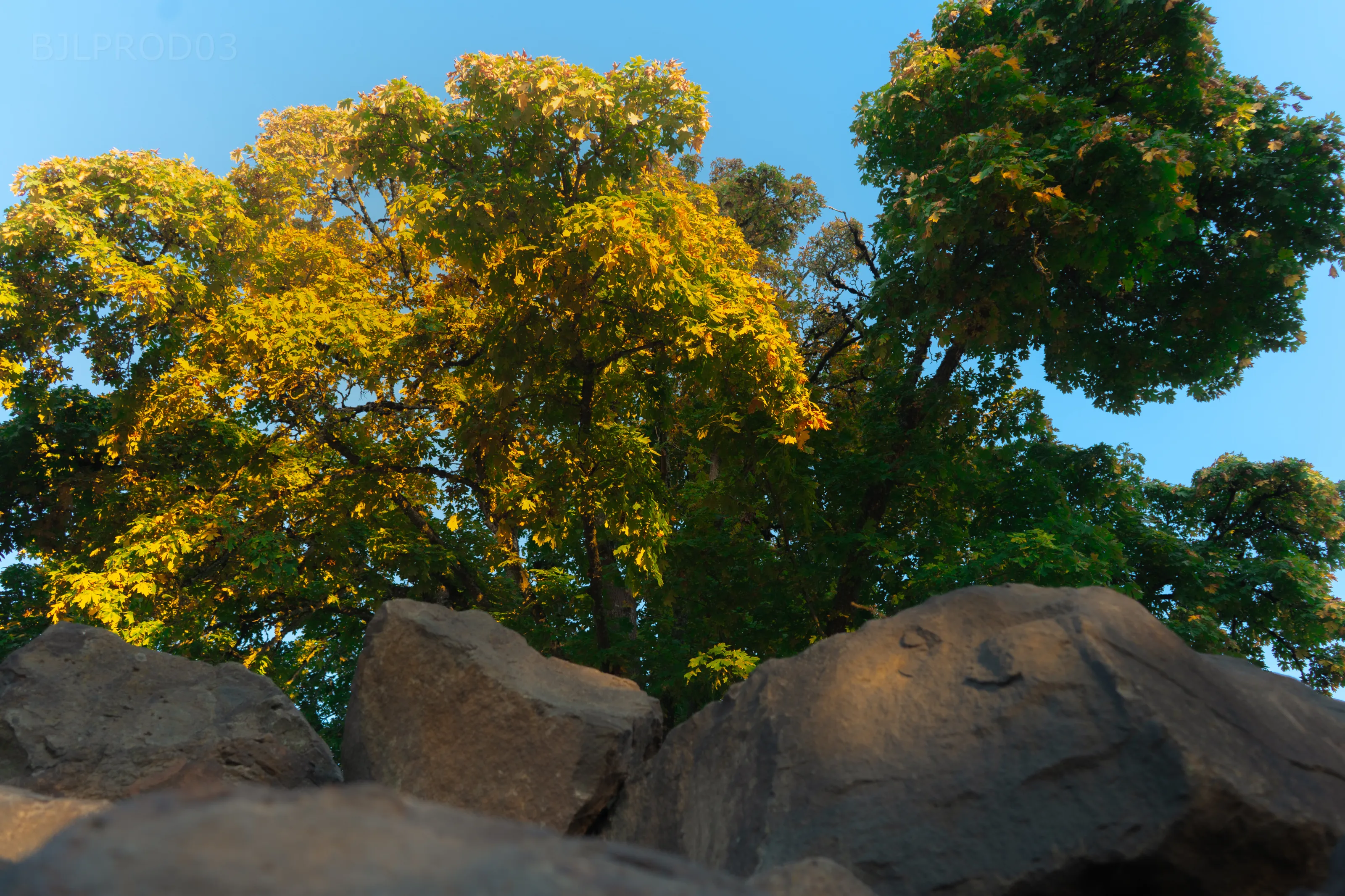 The leaves change