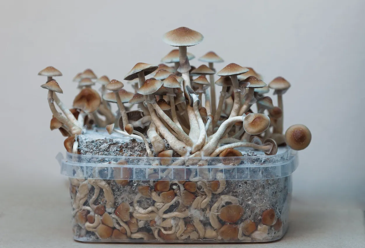 Entry 18269188