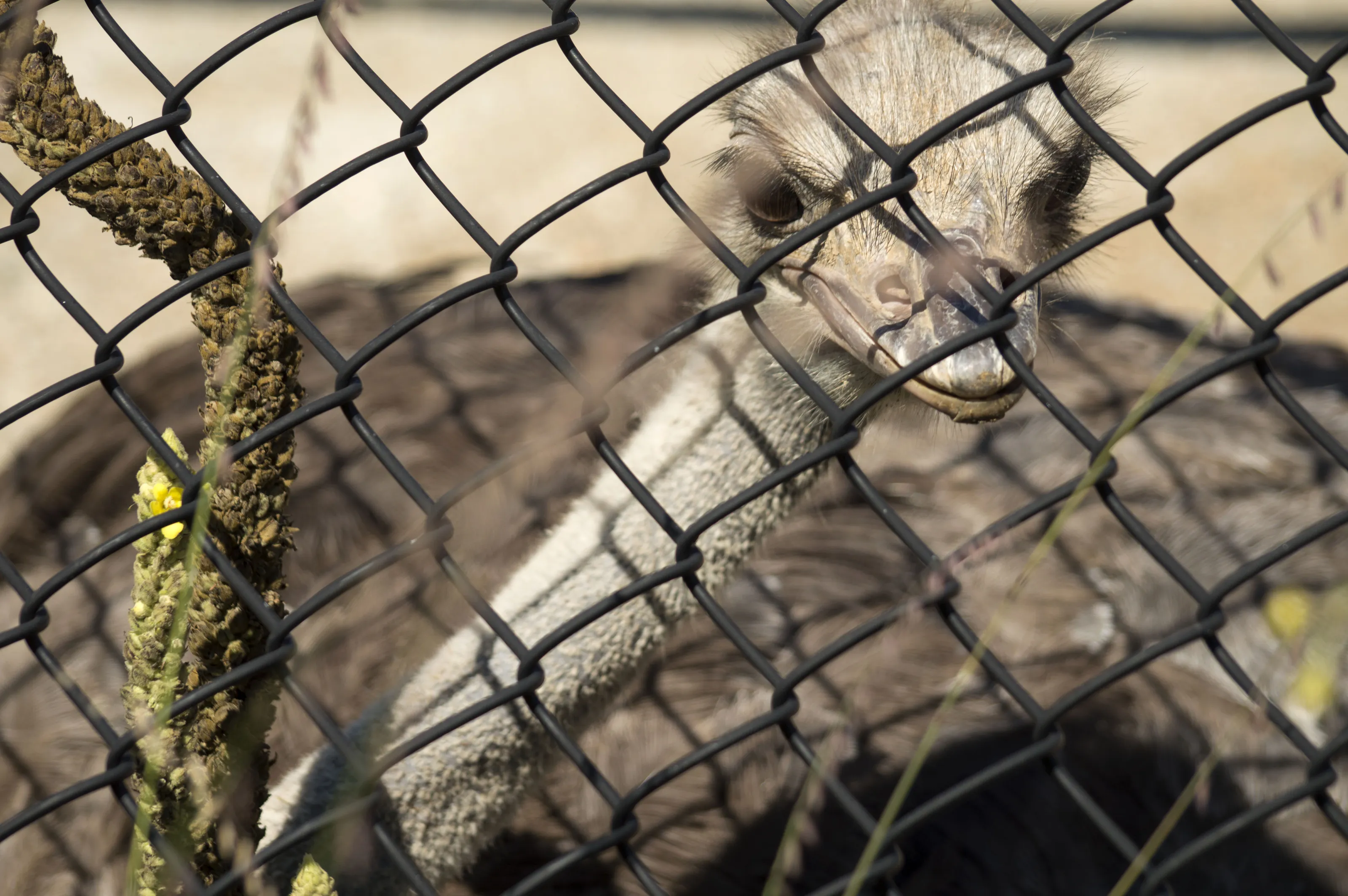 Captive