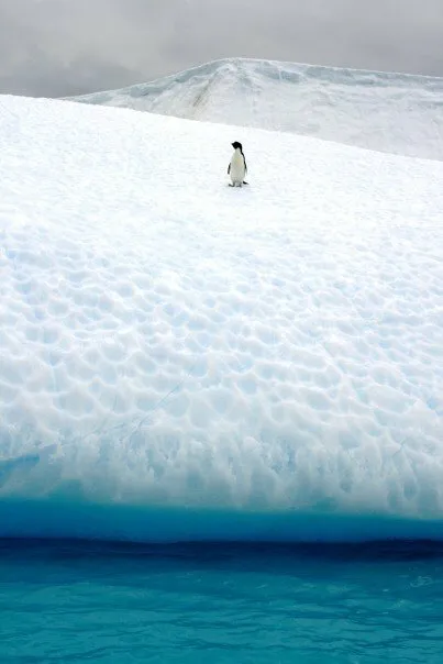 Lonely Penguin