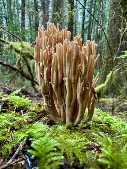 Coral Mushroom