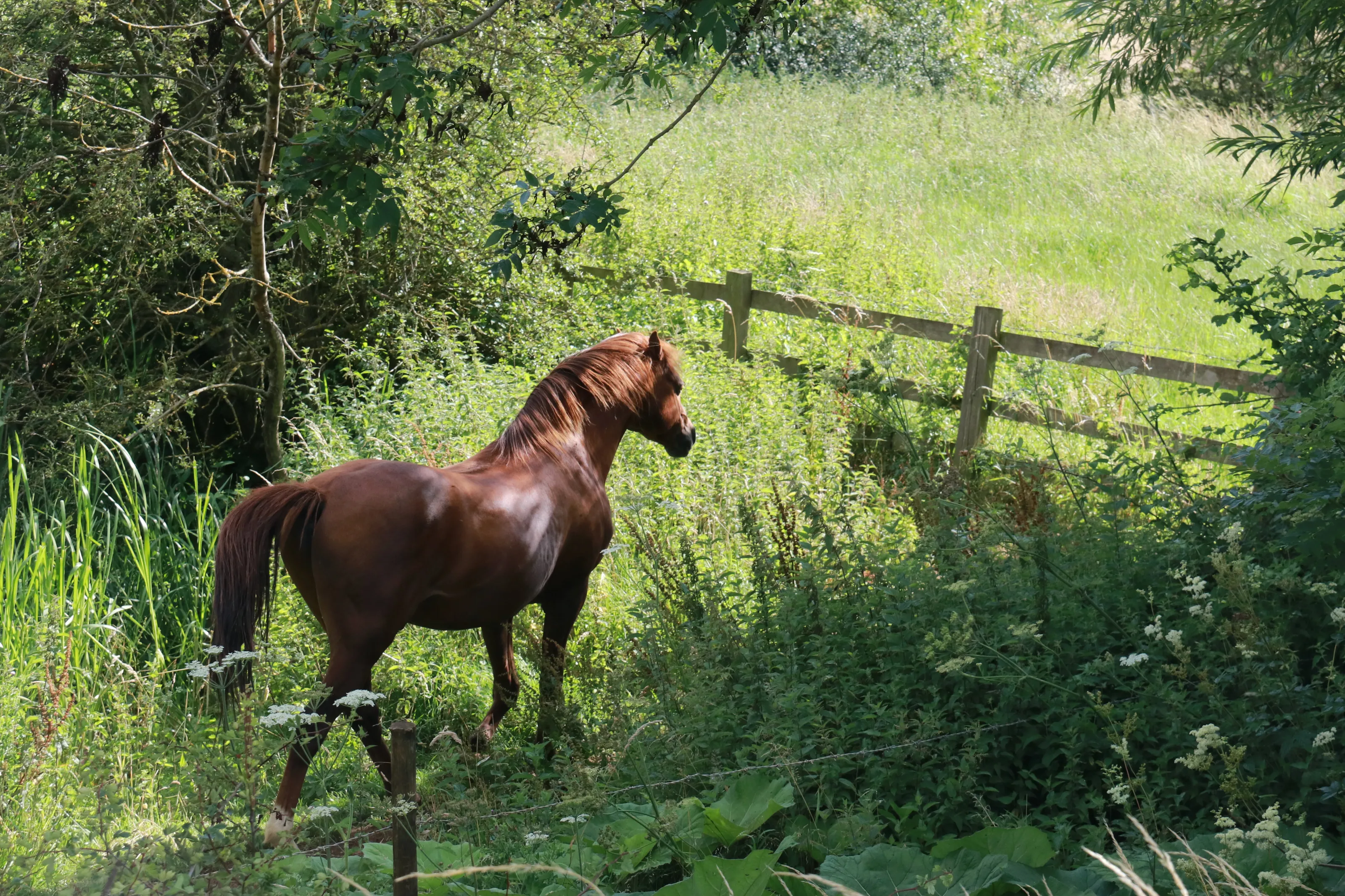 Enjoying the sunshine in the corner of the field