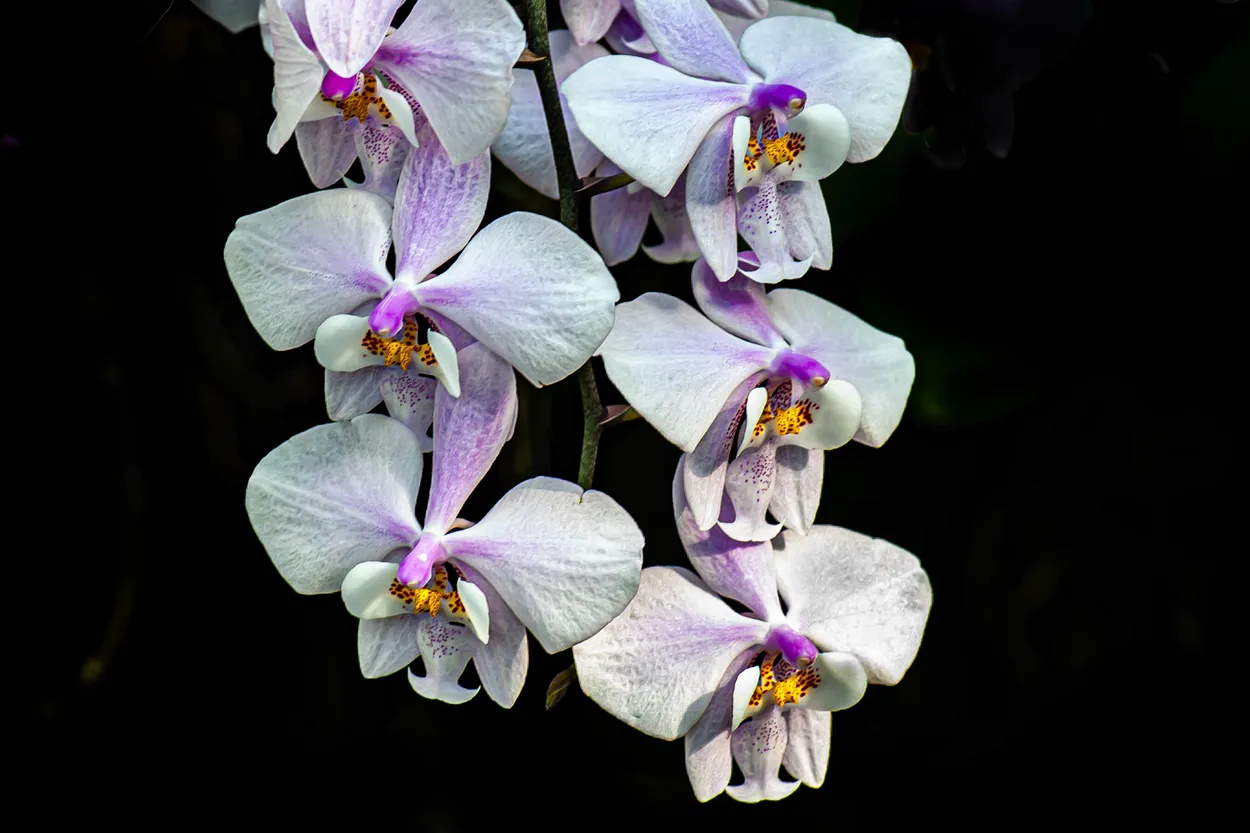 Entry 23807187