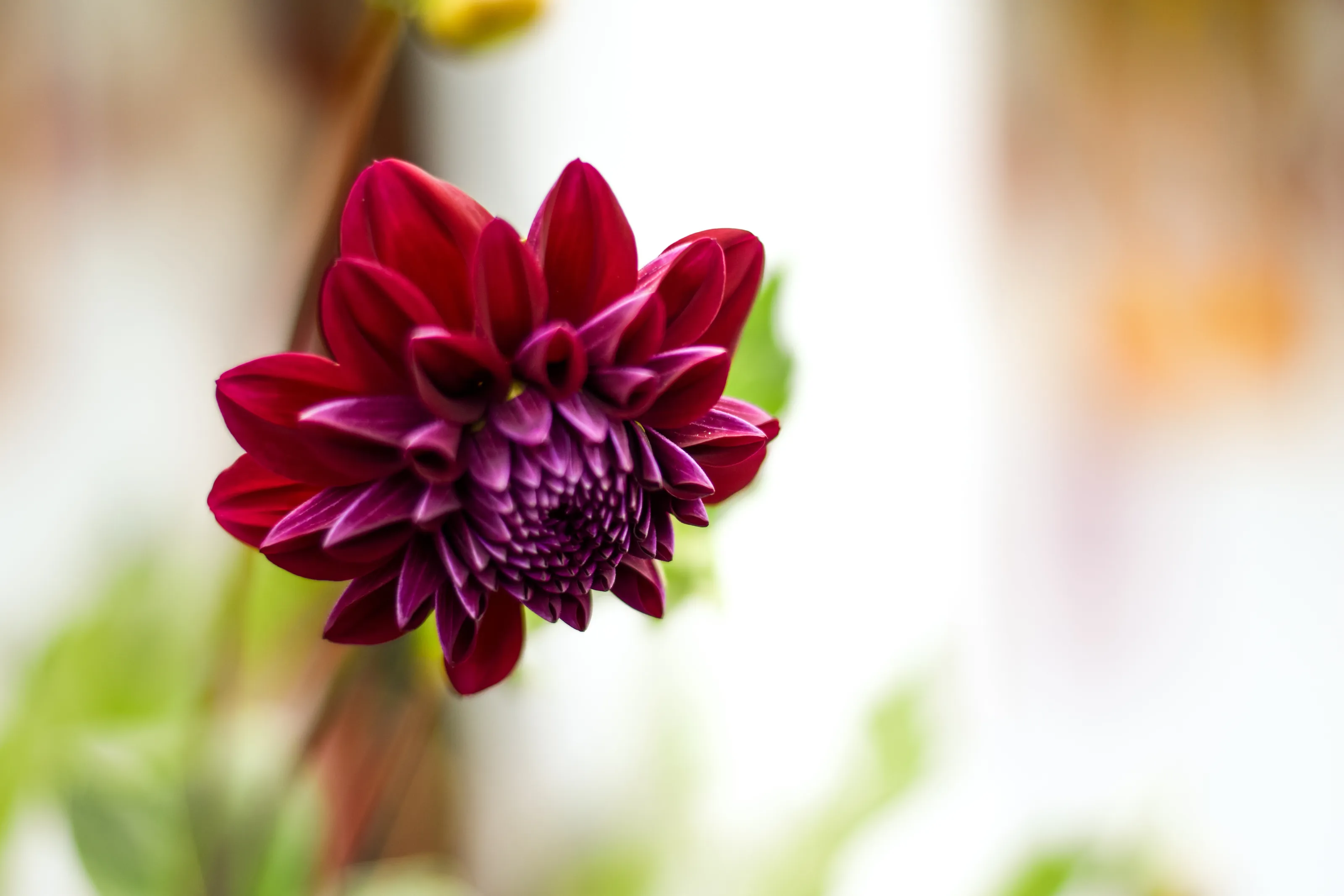 Beautiful colorful flower