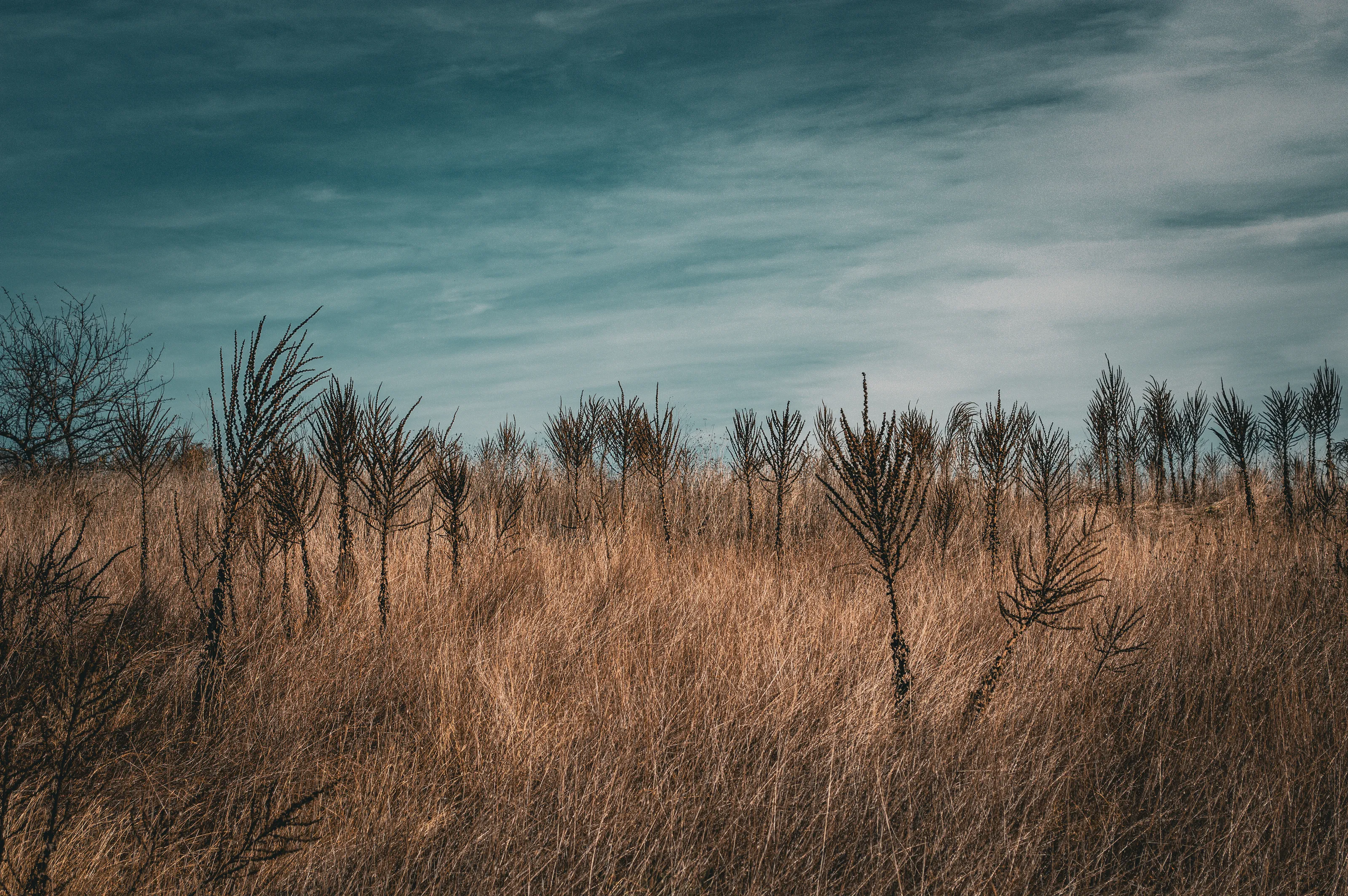 Golden Field