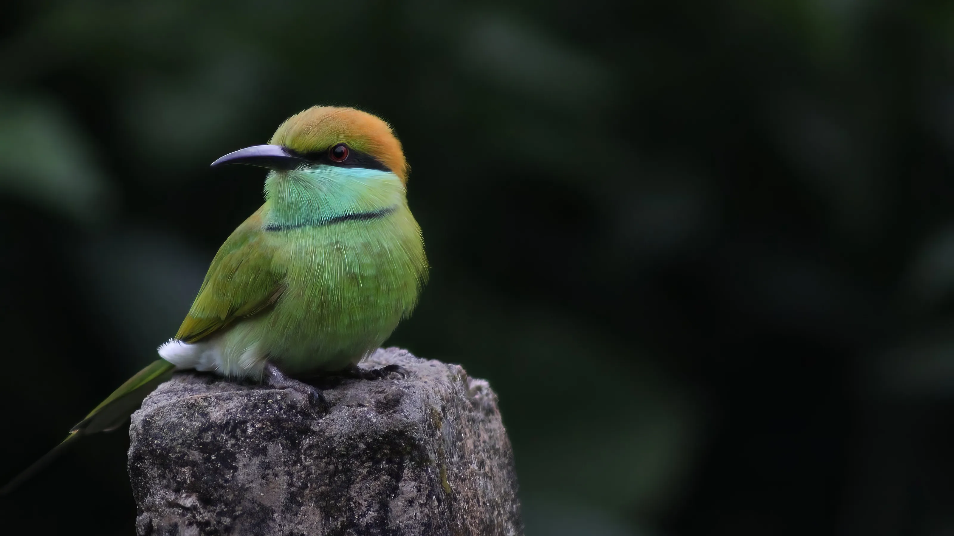 Bee eater