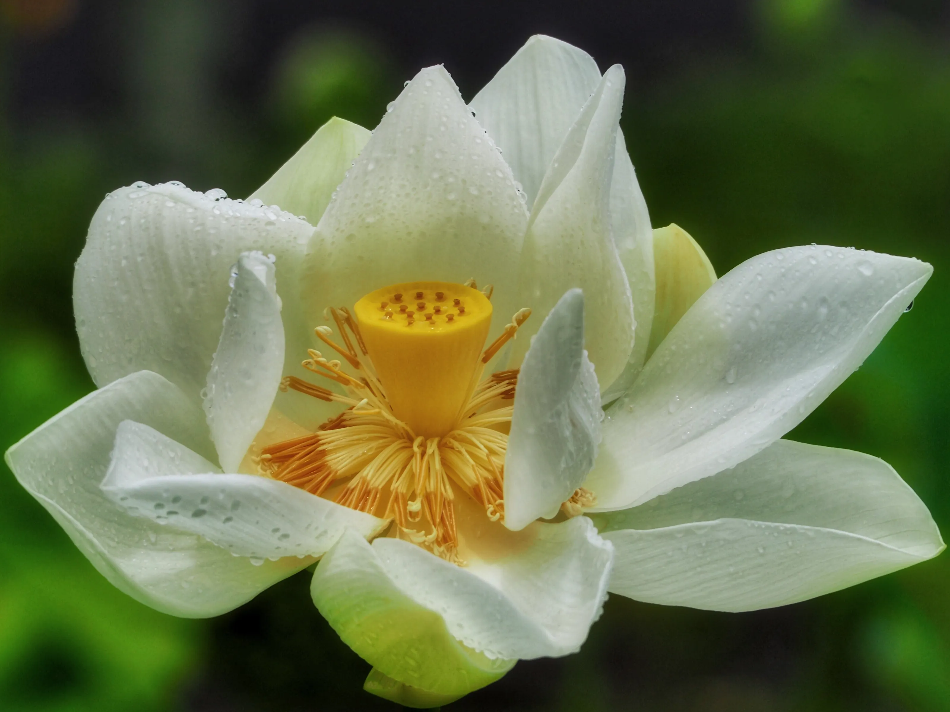 Lotus flower