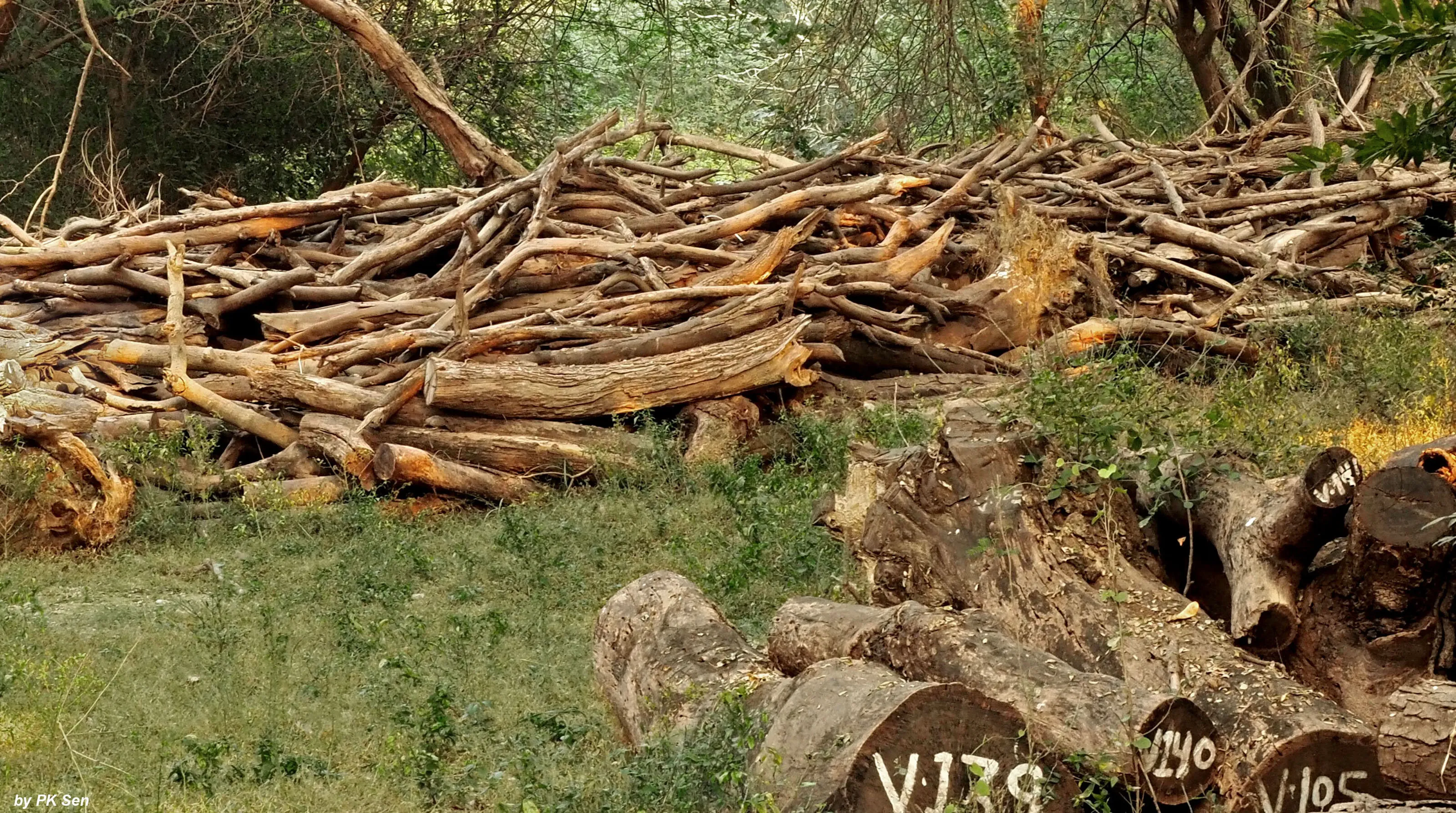 Wood Stacks