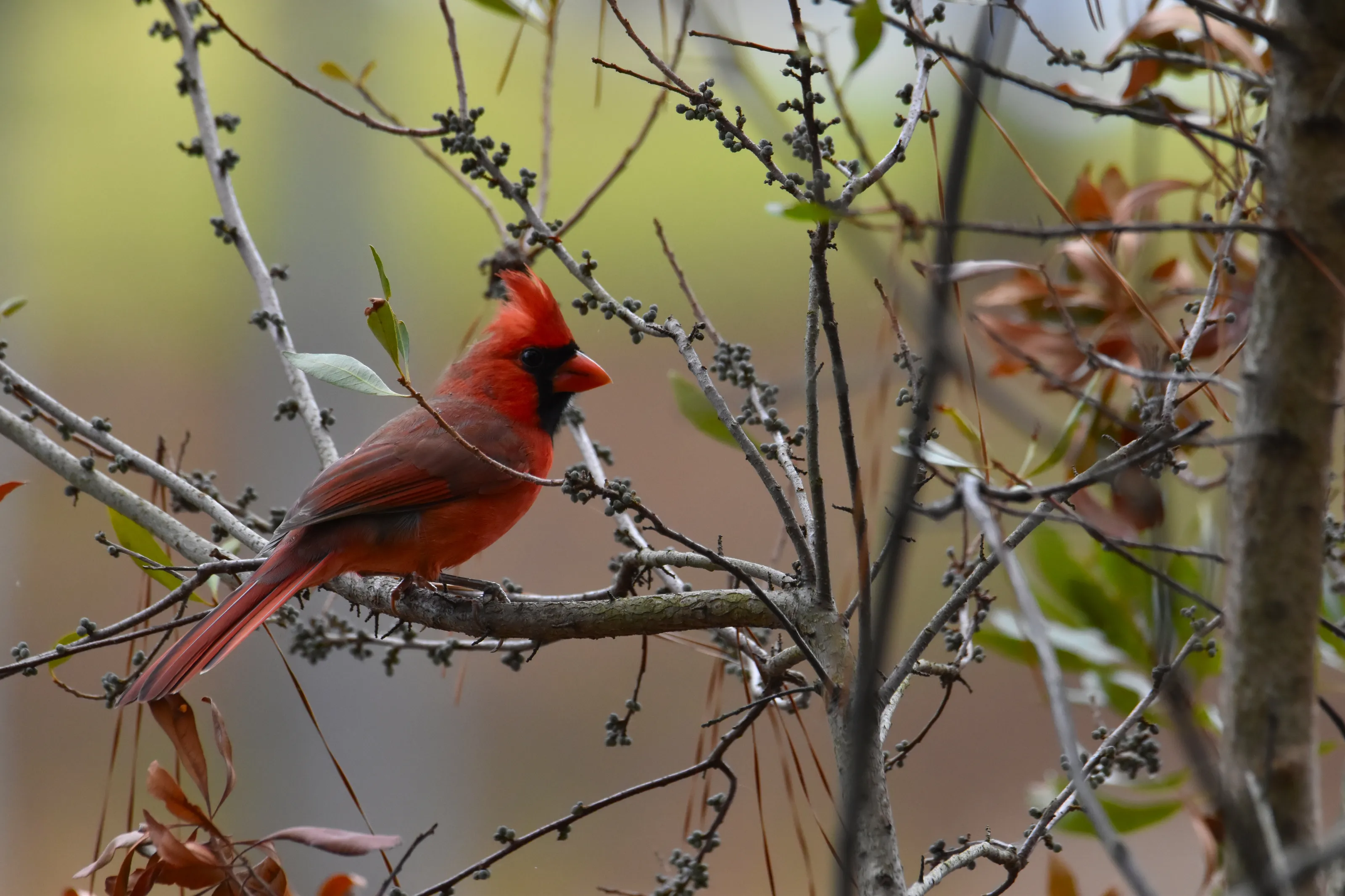 Northern Cardinal