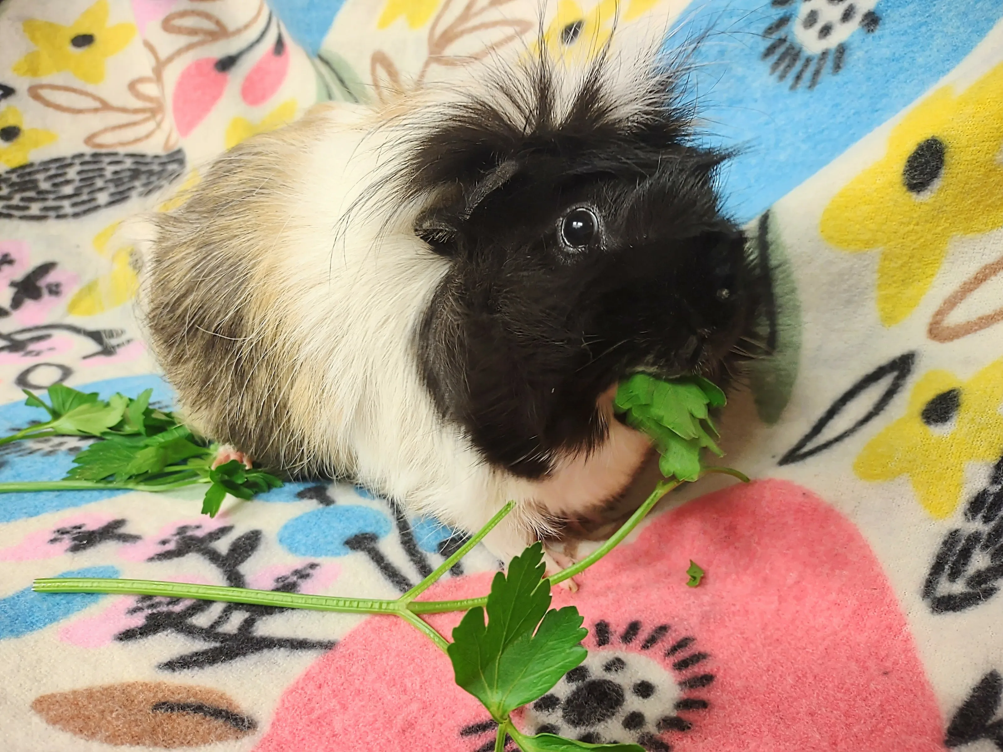 Guinea Pig