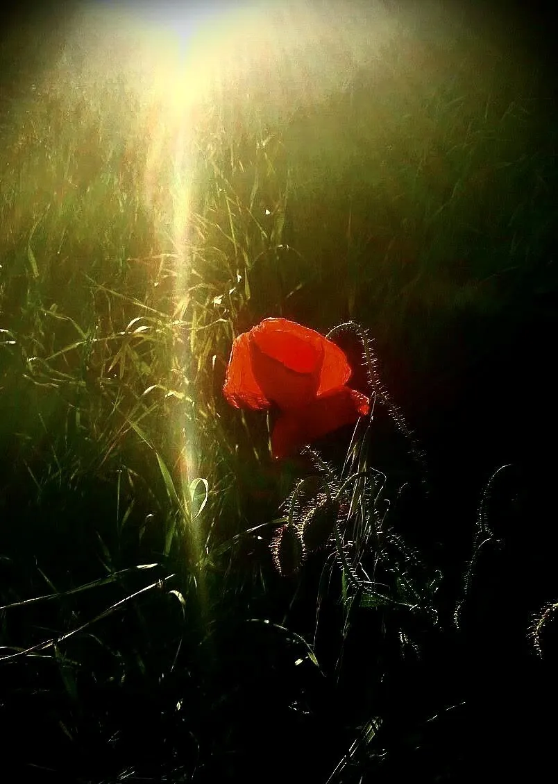 ‘The flower needed and found her sunray ‘
