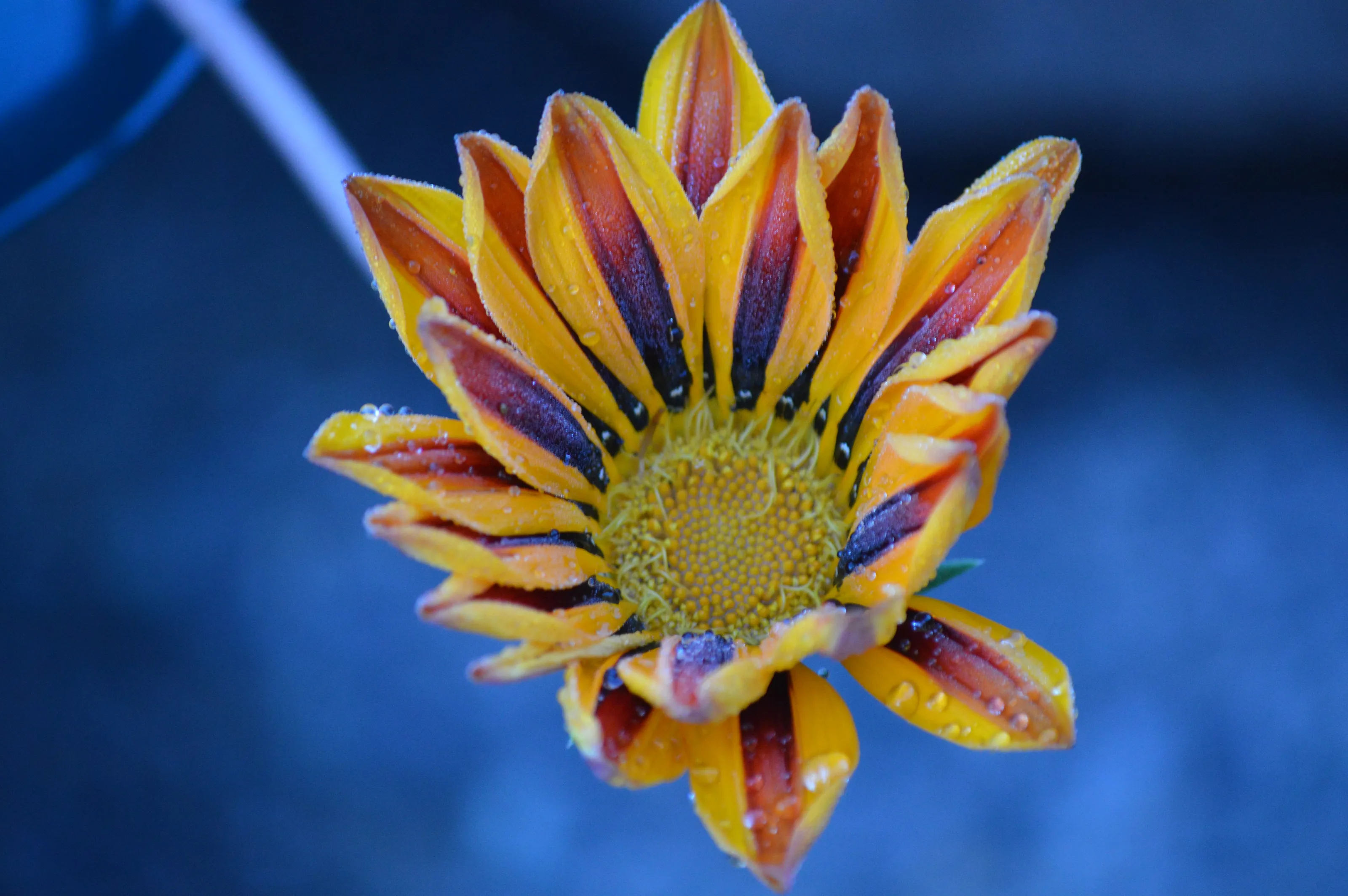 Beautiful Gazania
