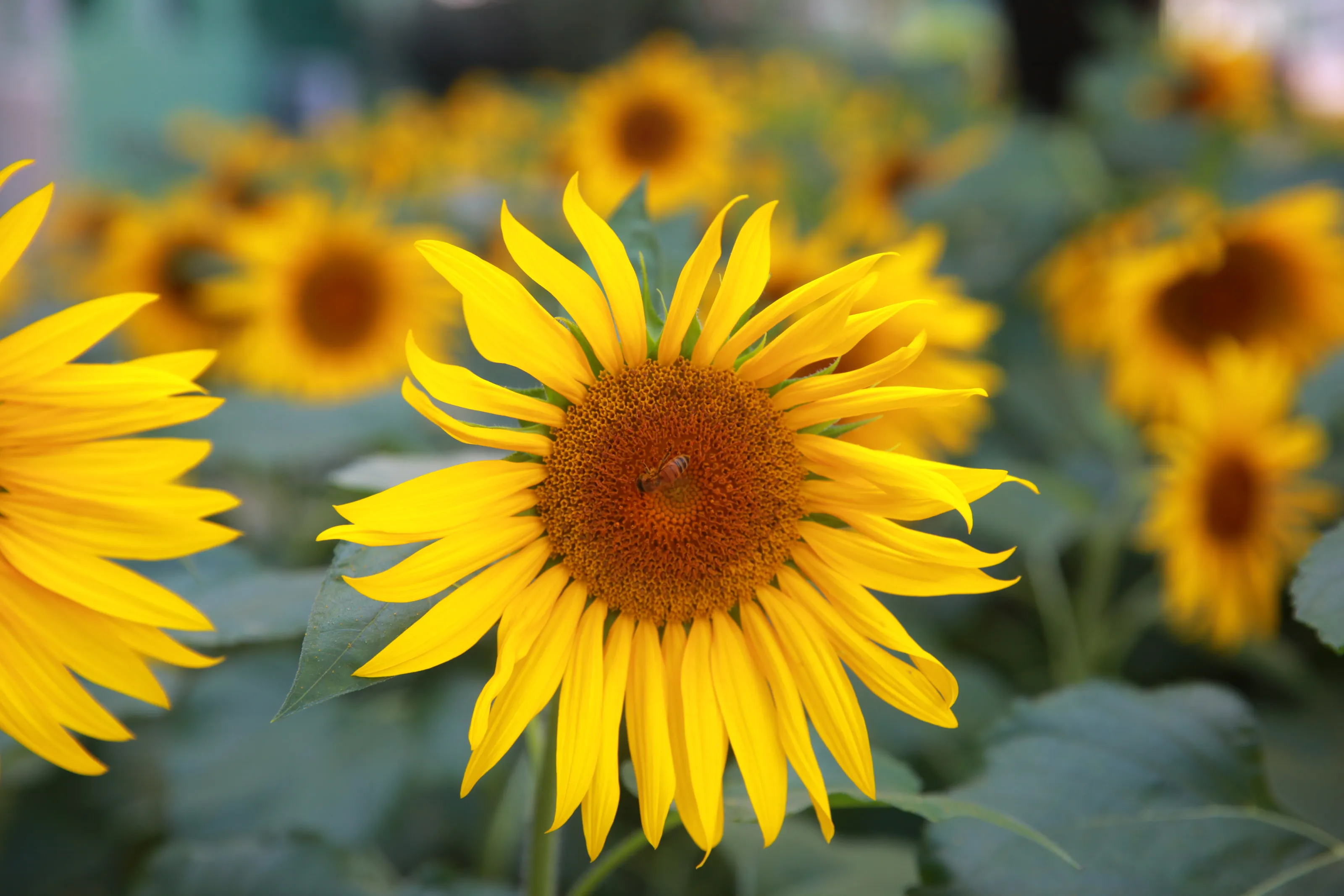 Sunflower