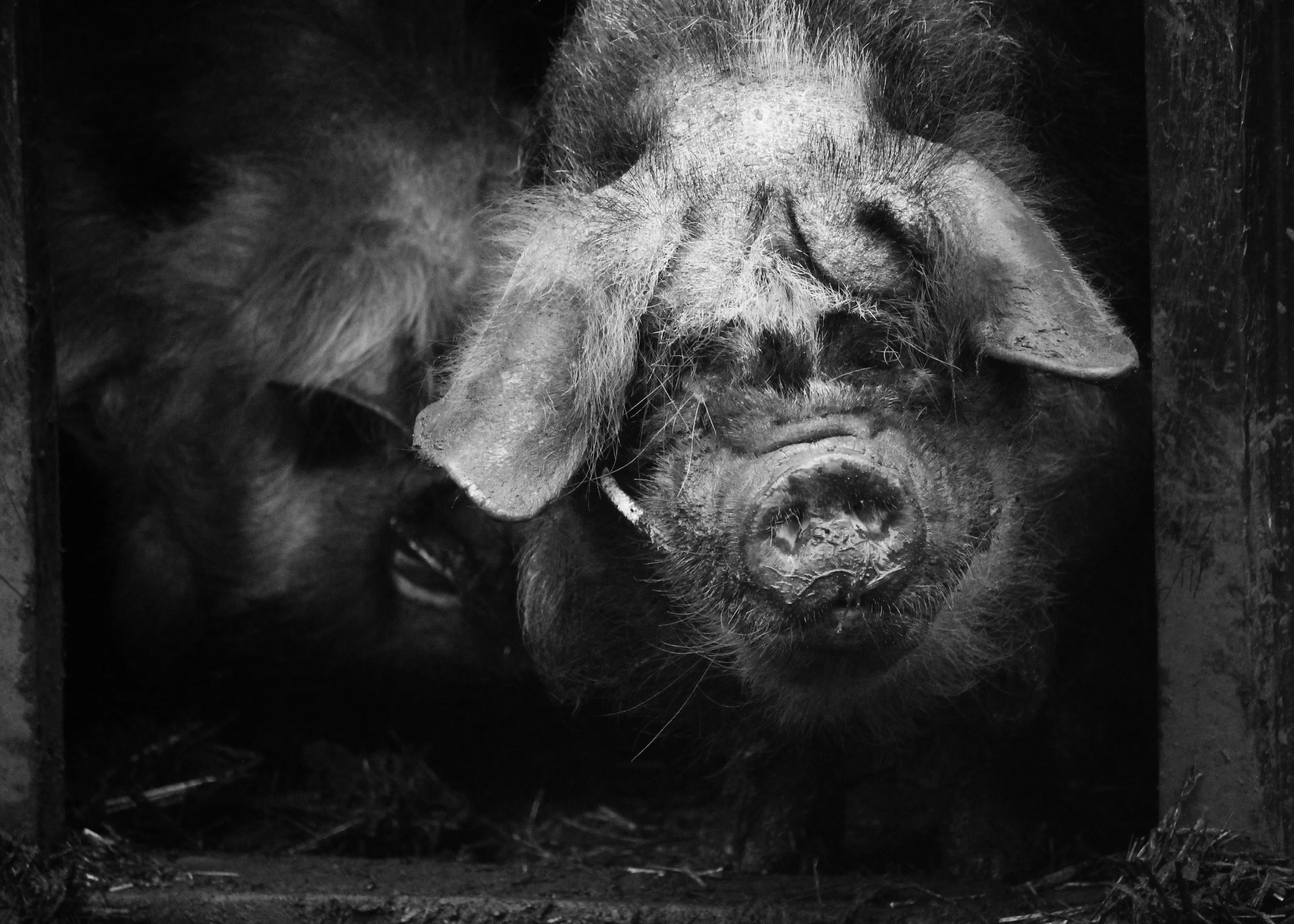 Happy as a pig in mud!