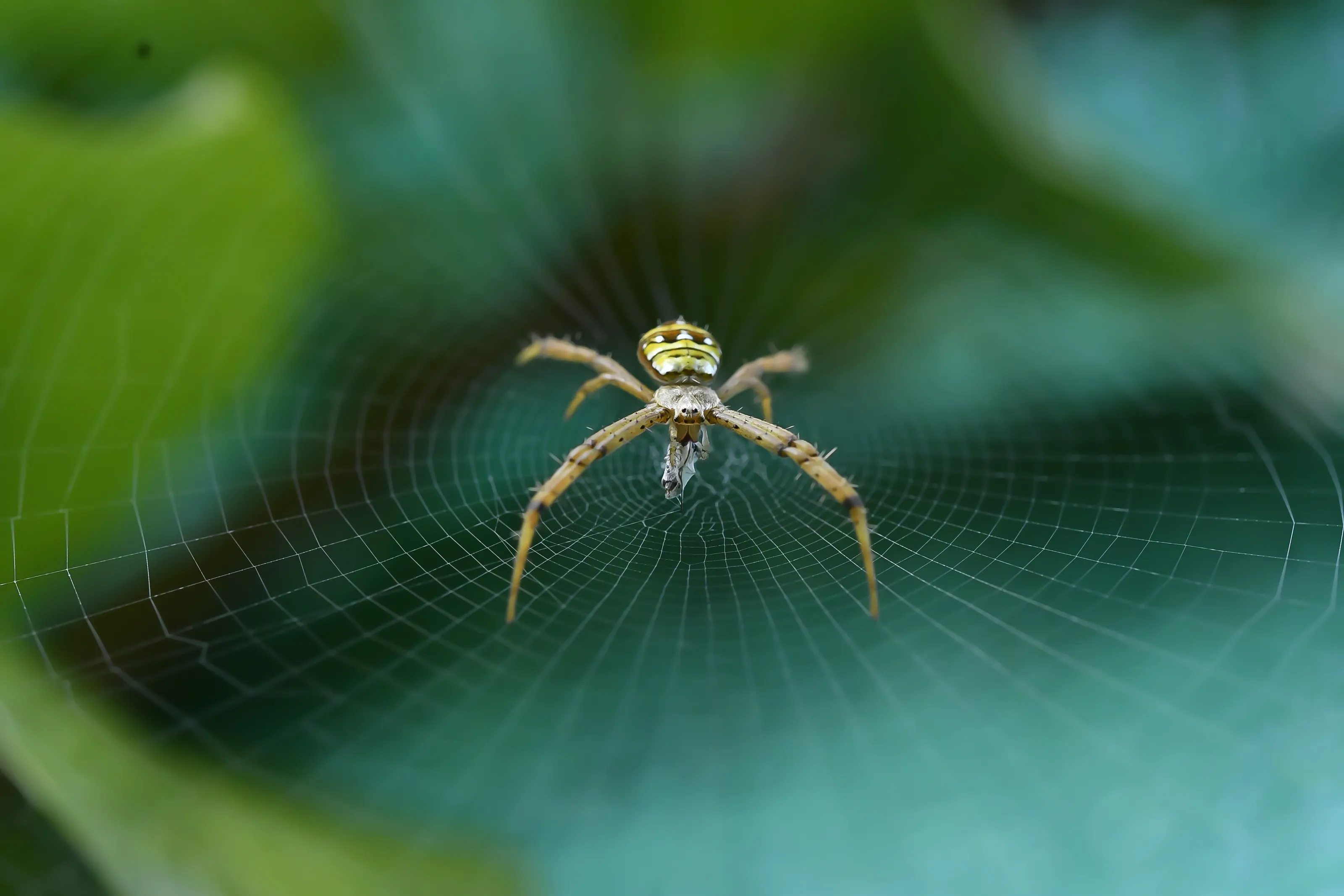 Spider