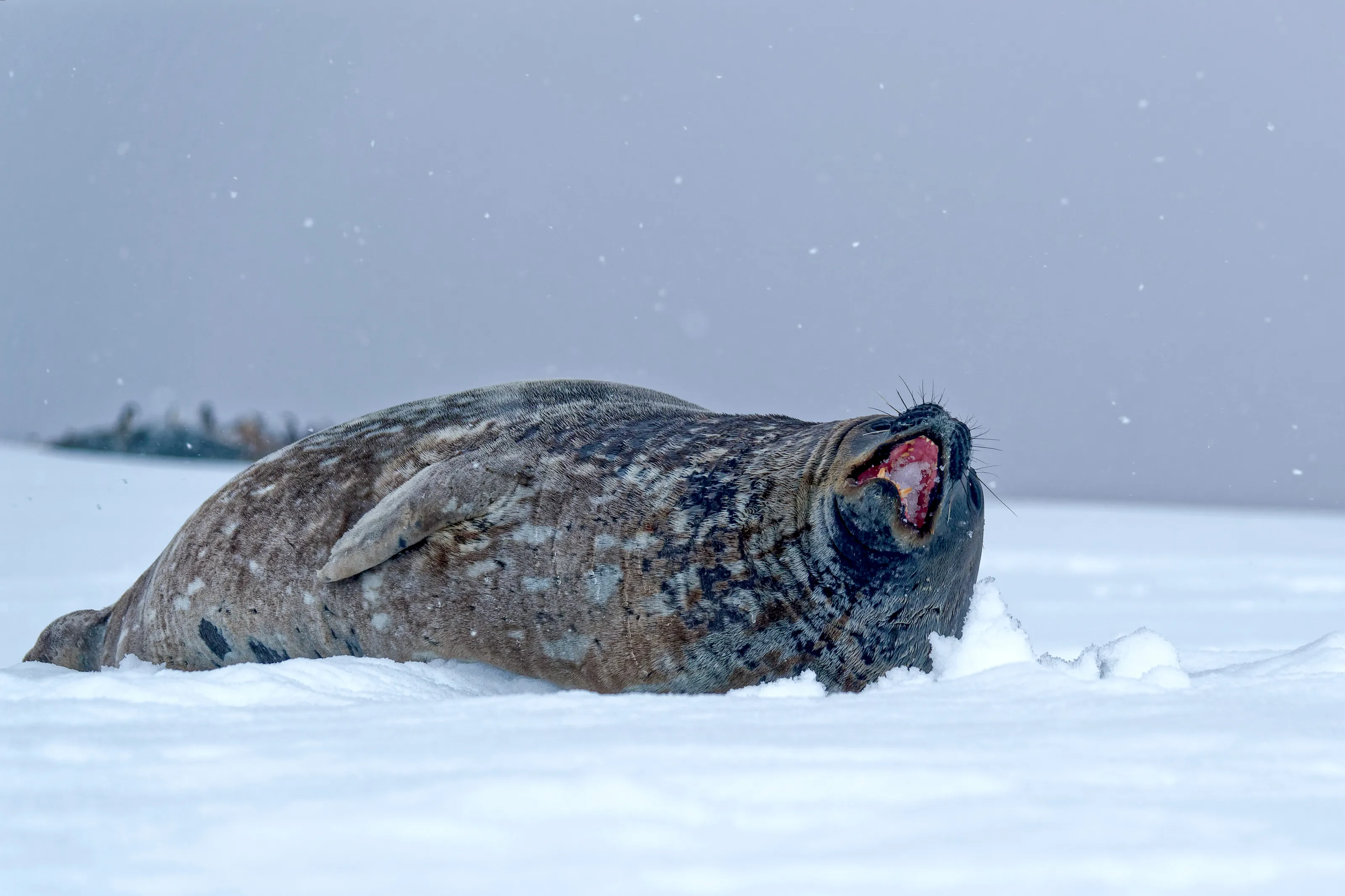 Weddell Seal
