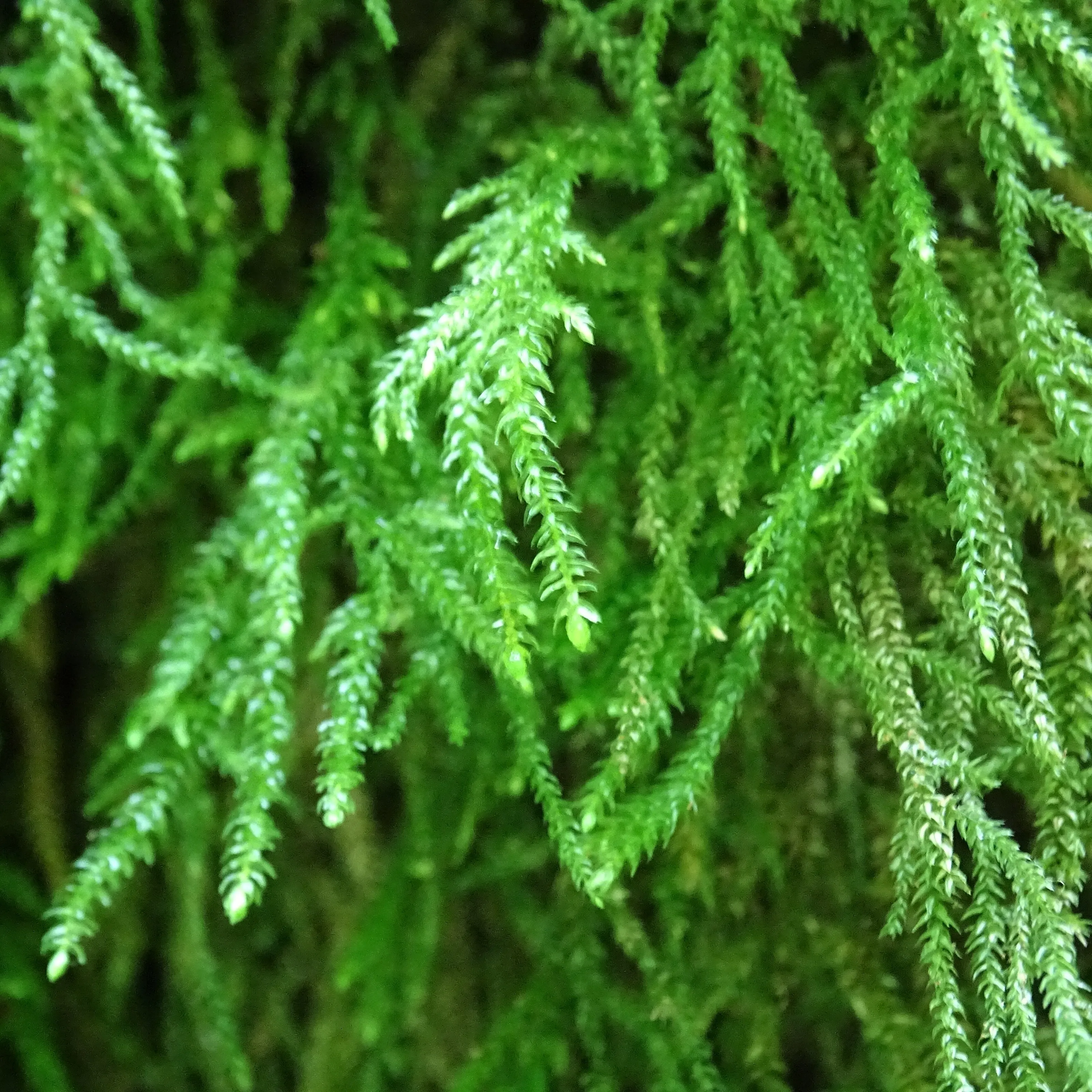 Moss
