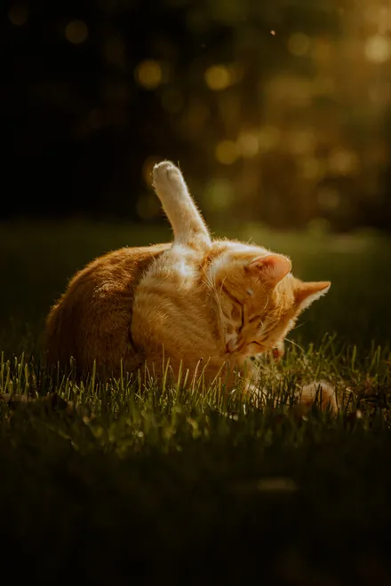 Blessed Ginger Cat