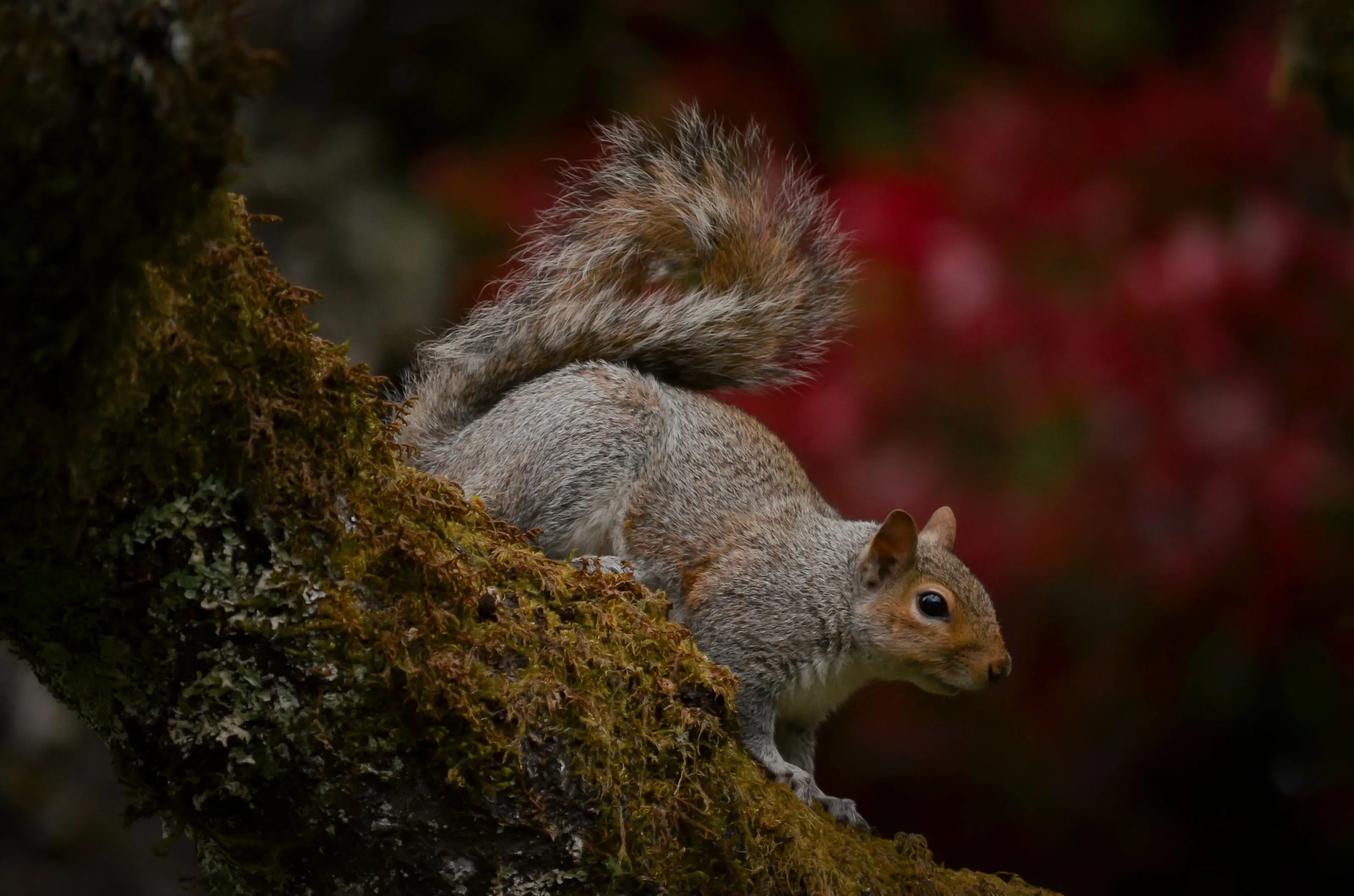 A squirrel sitting on a tree